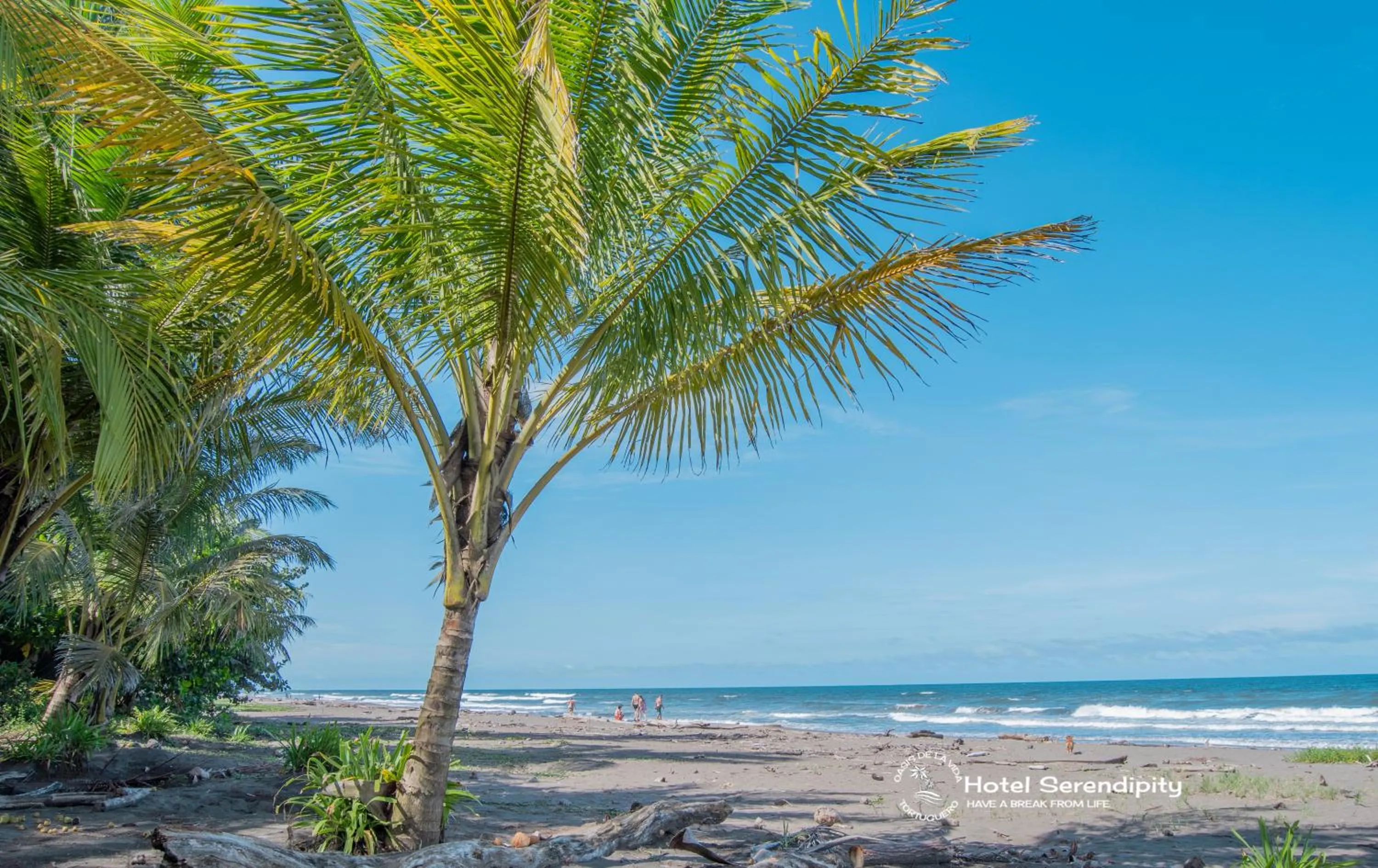 Day in El Deseo Serendipity Tortuguero