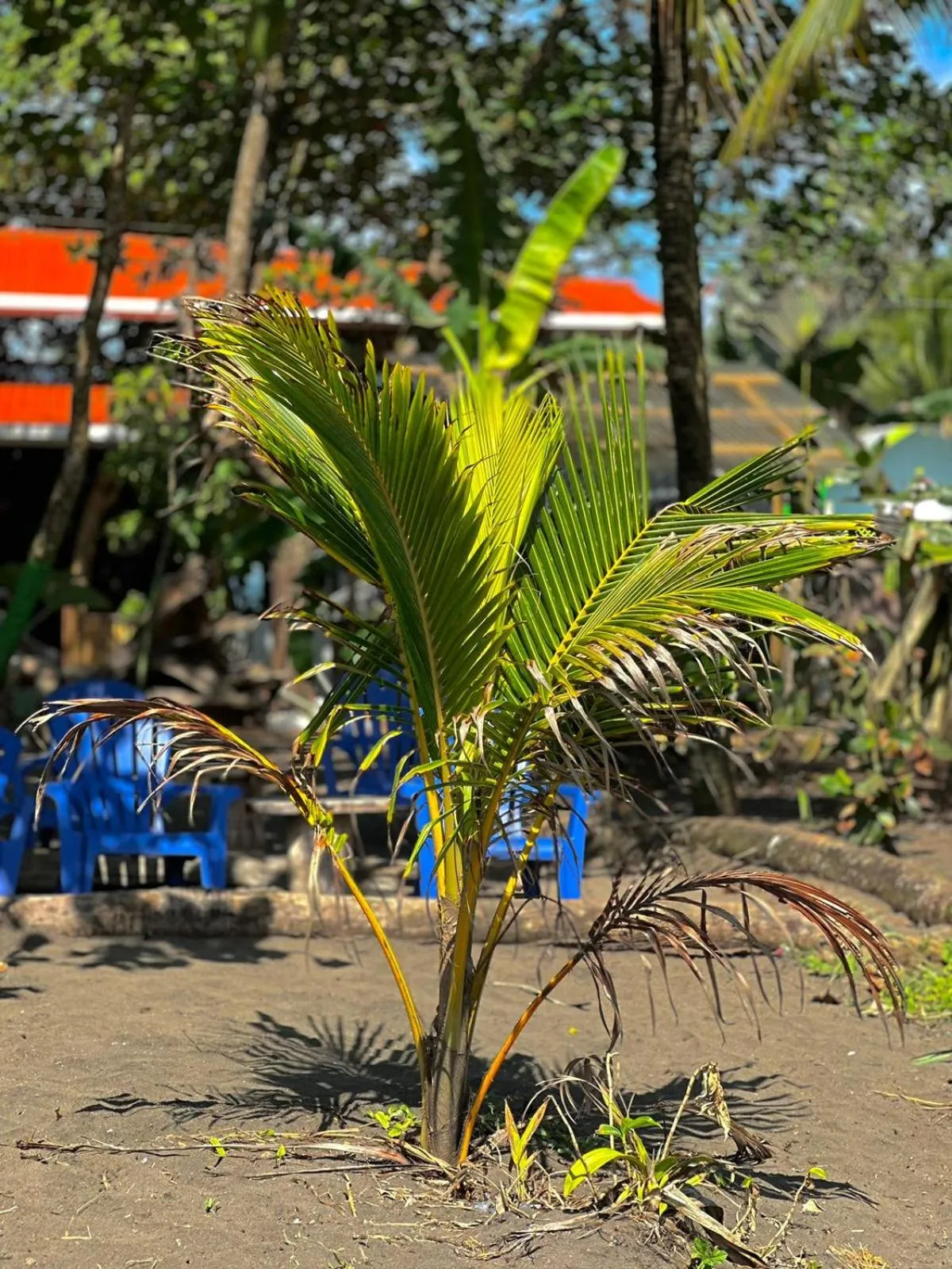 Garden in El Deseo Serendipity Tortuguero