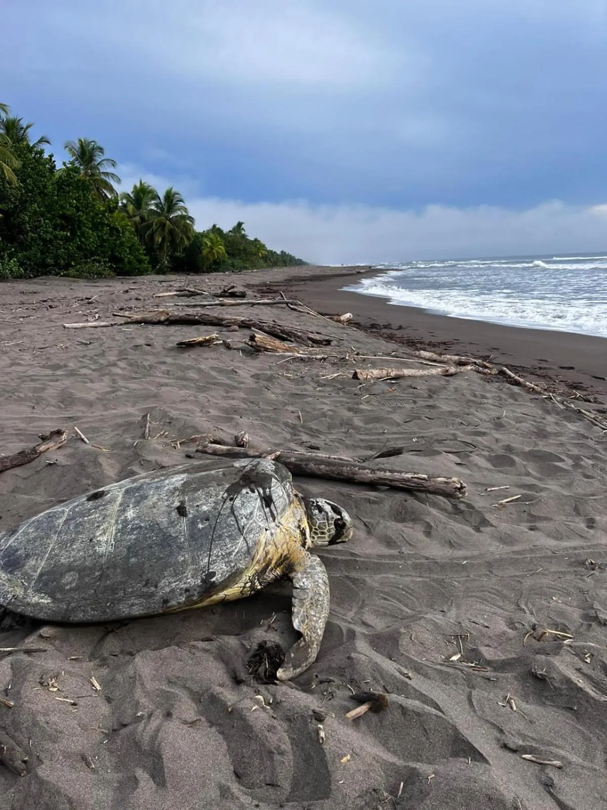 Day in El Deseo Serendipity Tortuguero