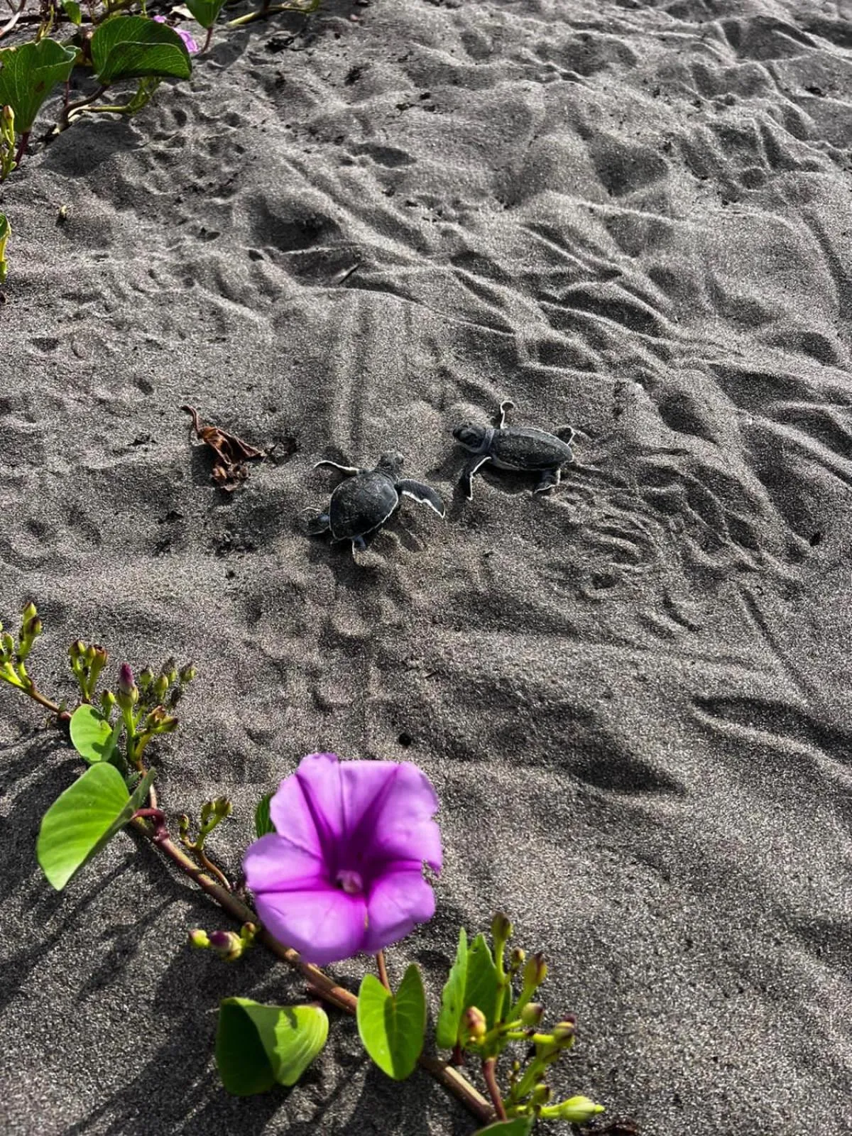 Natural landscape in El Deseo Serendipity Tortuguero