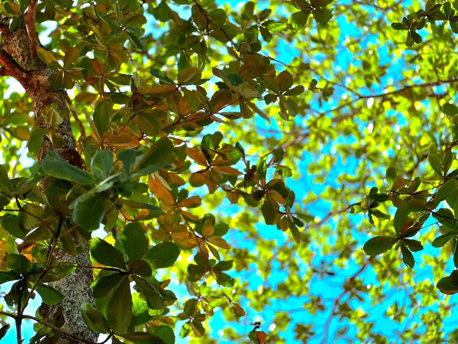 Natural landscape in El Deseo Serendipity Tortuguero