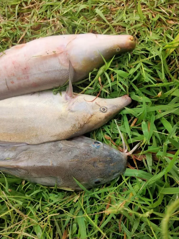 Fishing in Semliki Fishing River Camp