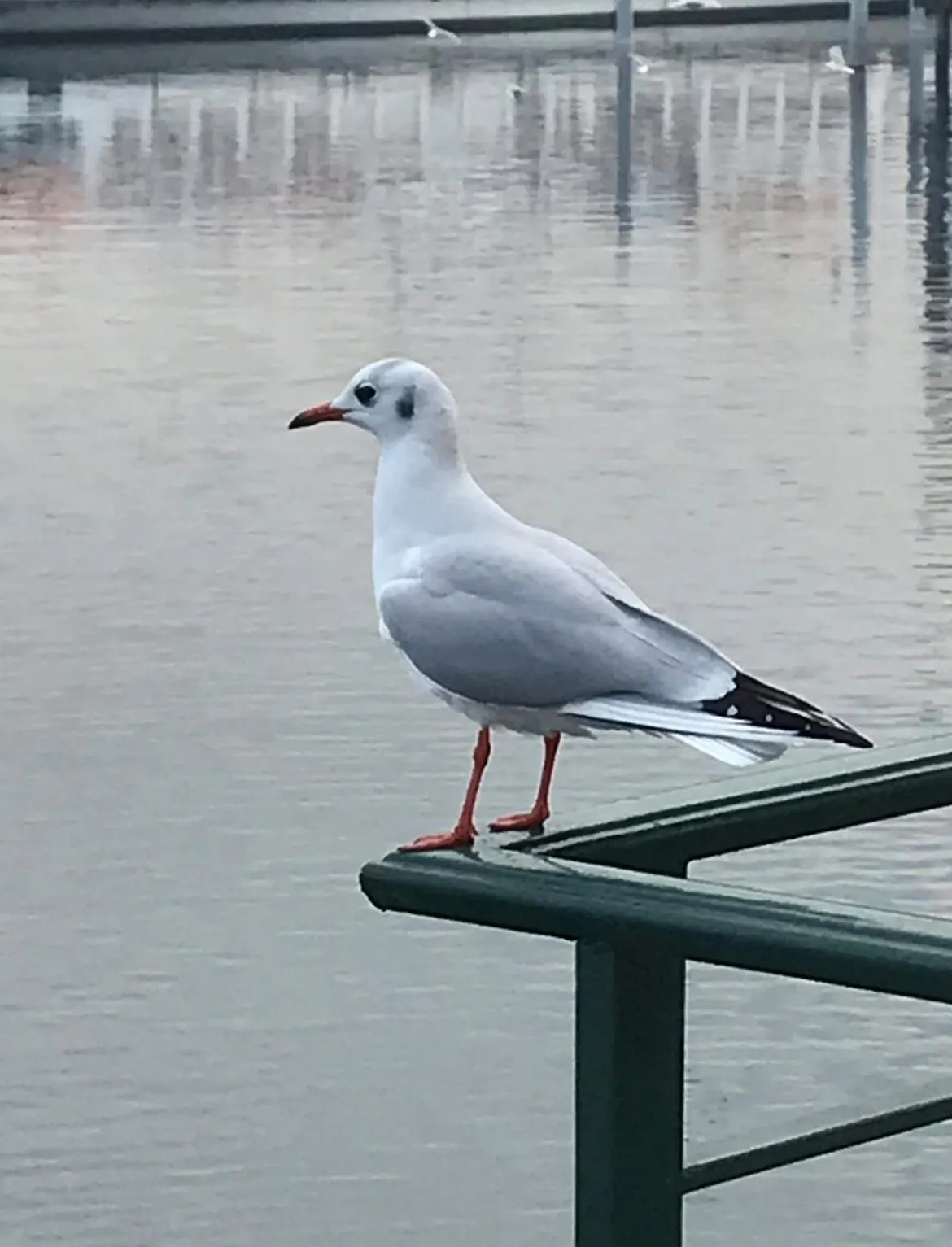 Animals in Cavaedium Guest House