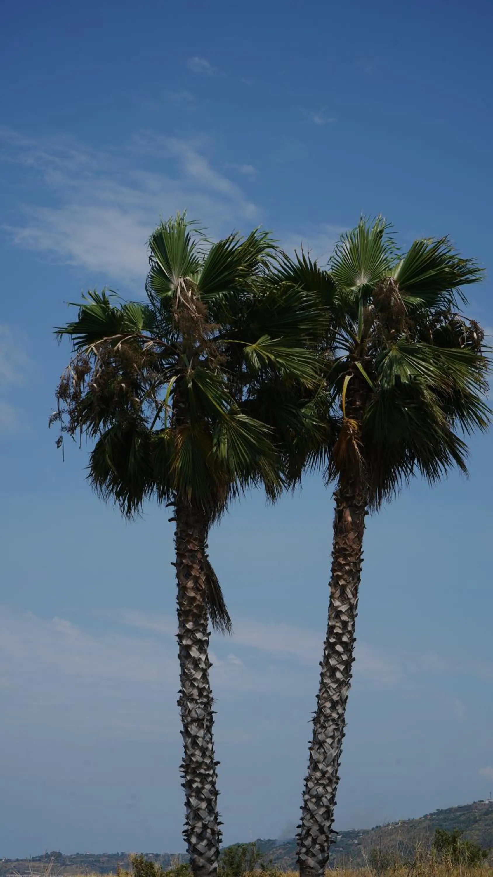 Natural landscape in Infinity Resort Tropea