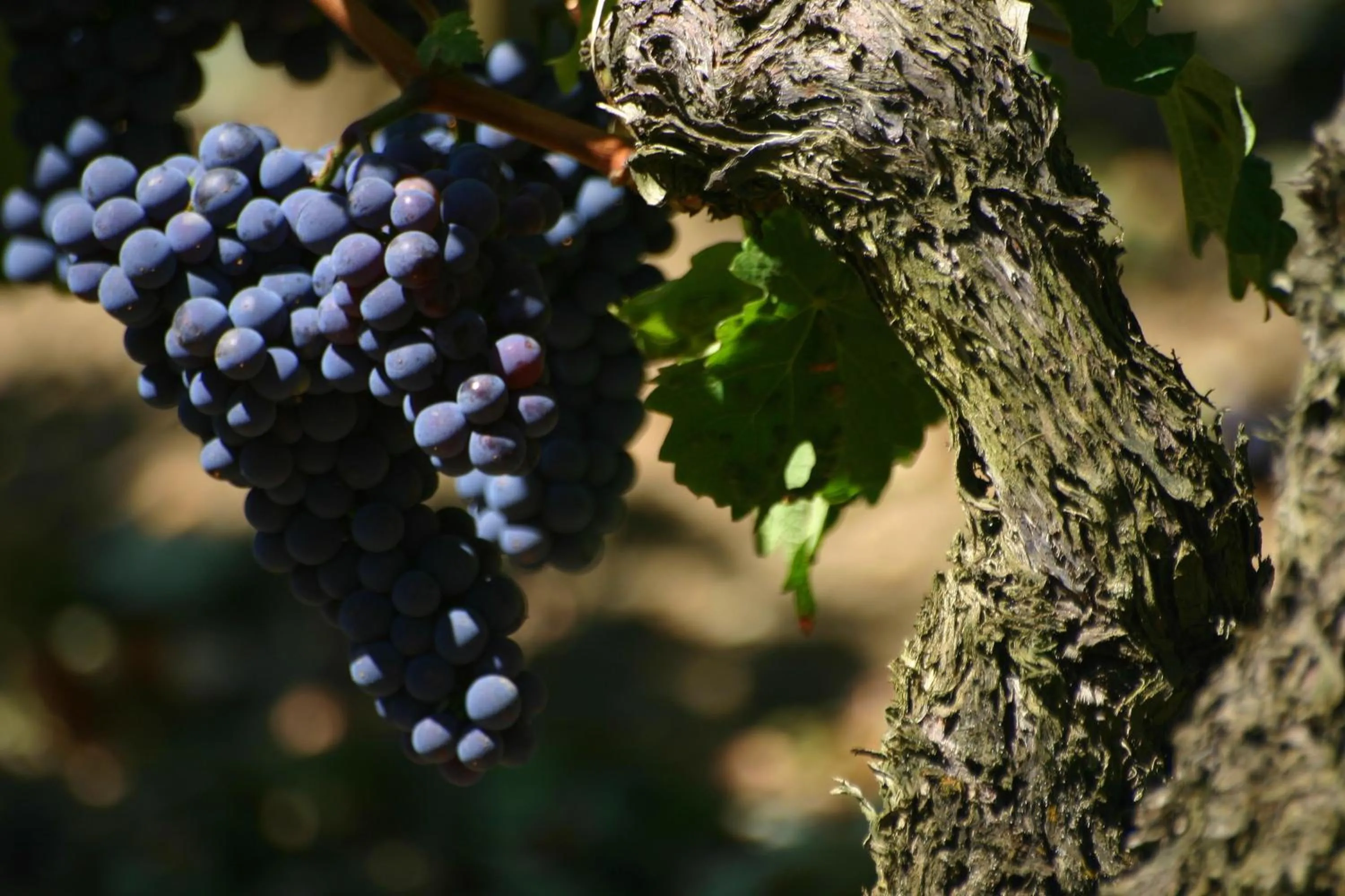 Activities in La Résidence Les Grands Vignobles