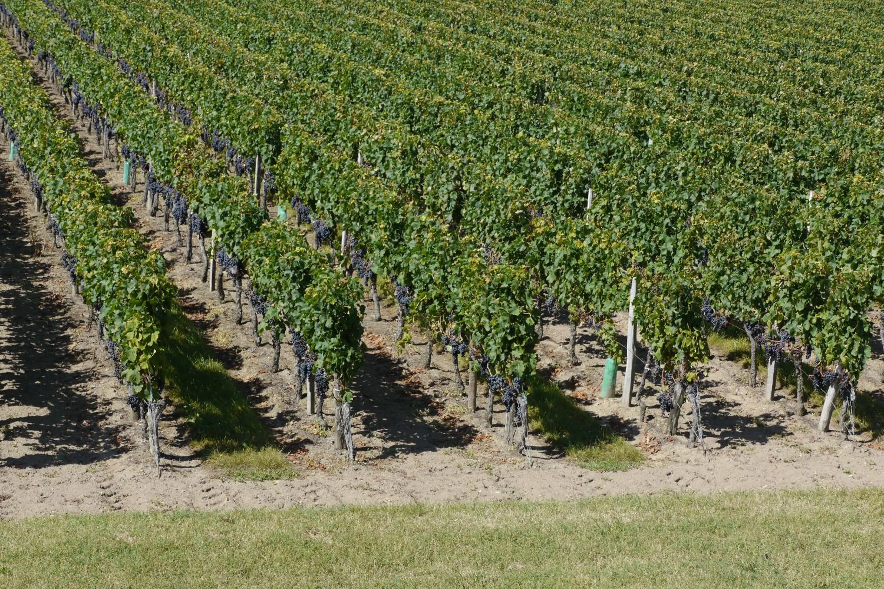 Garden in La Résidence Les Grands Vignobles
