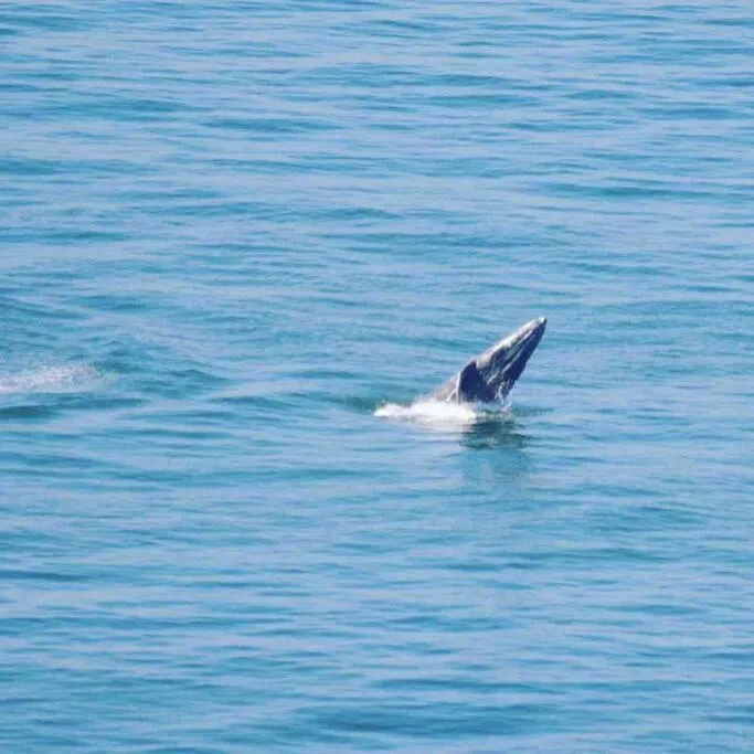 Ocean Front Condo @ Las Olas Grand