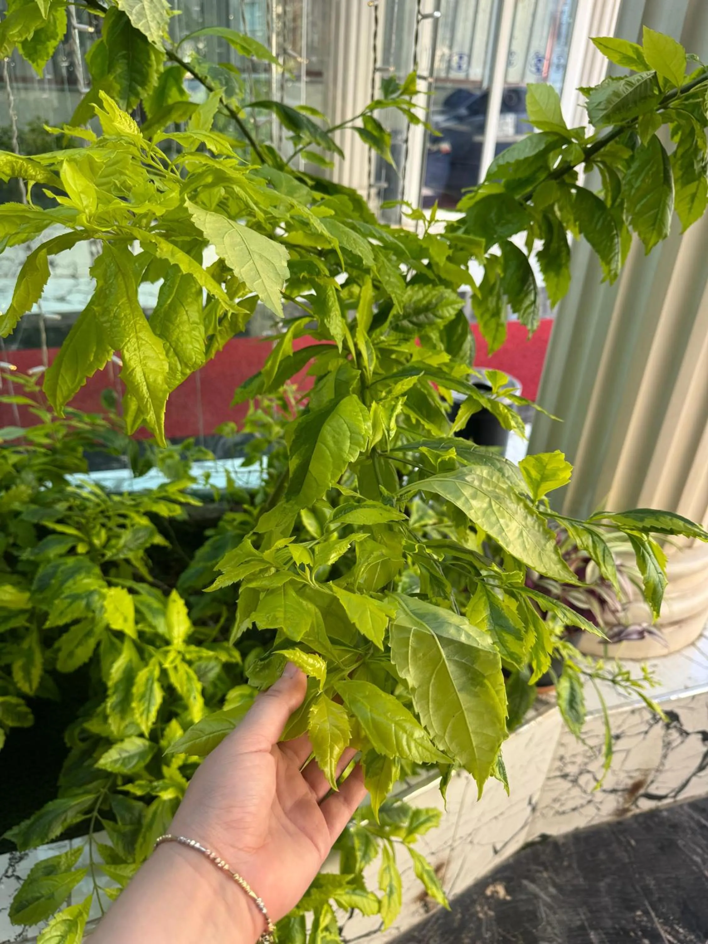 Restaurant/places to eat in Istanblu Hotel Ataşehir