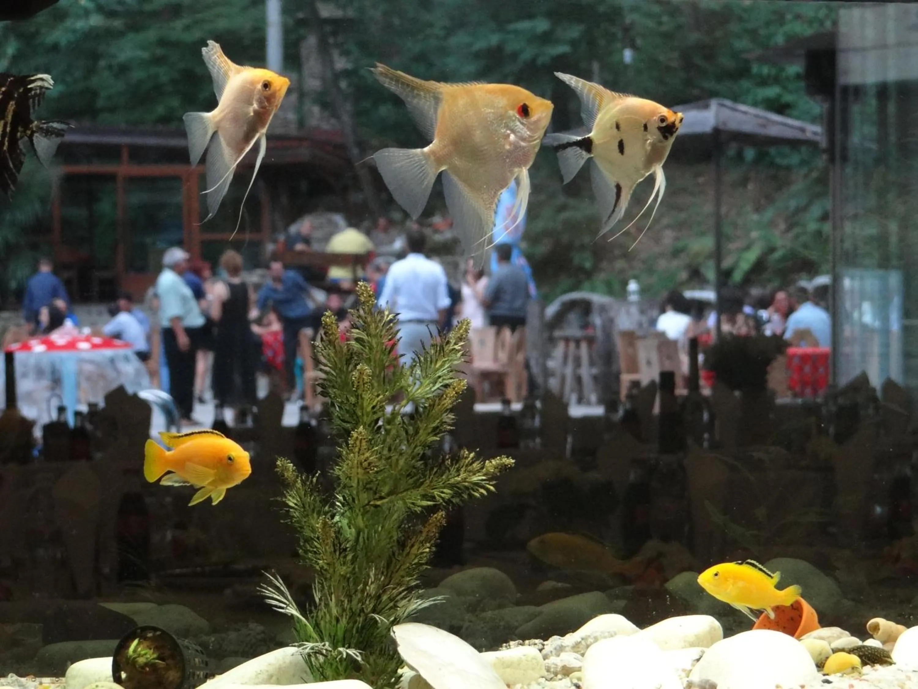 Restaurant/places to eat in Hotel Saint Nedelya