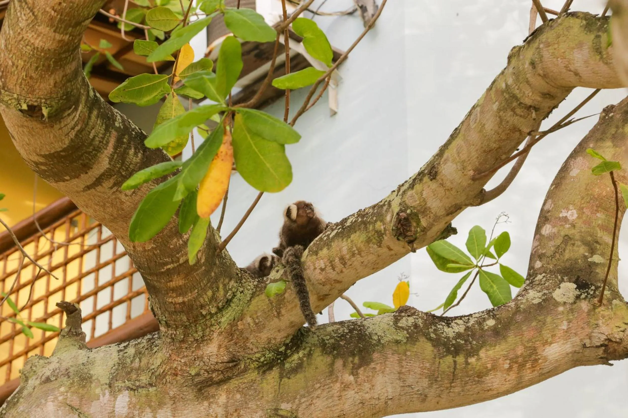 Garden in Pousada Villa Maeva Itacimirim