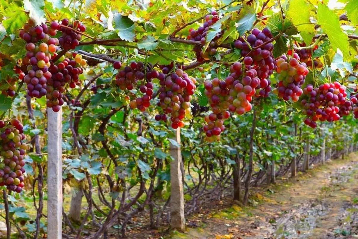 Area and facilities in Me bungalow beach resort