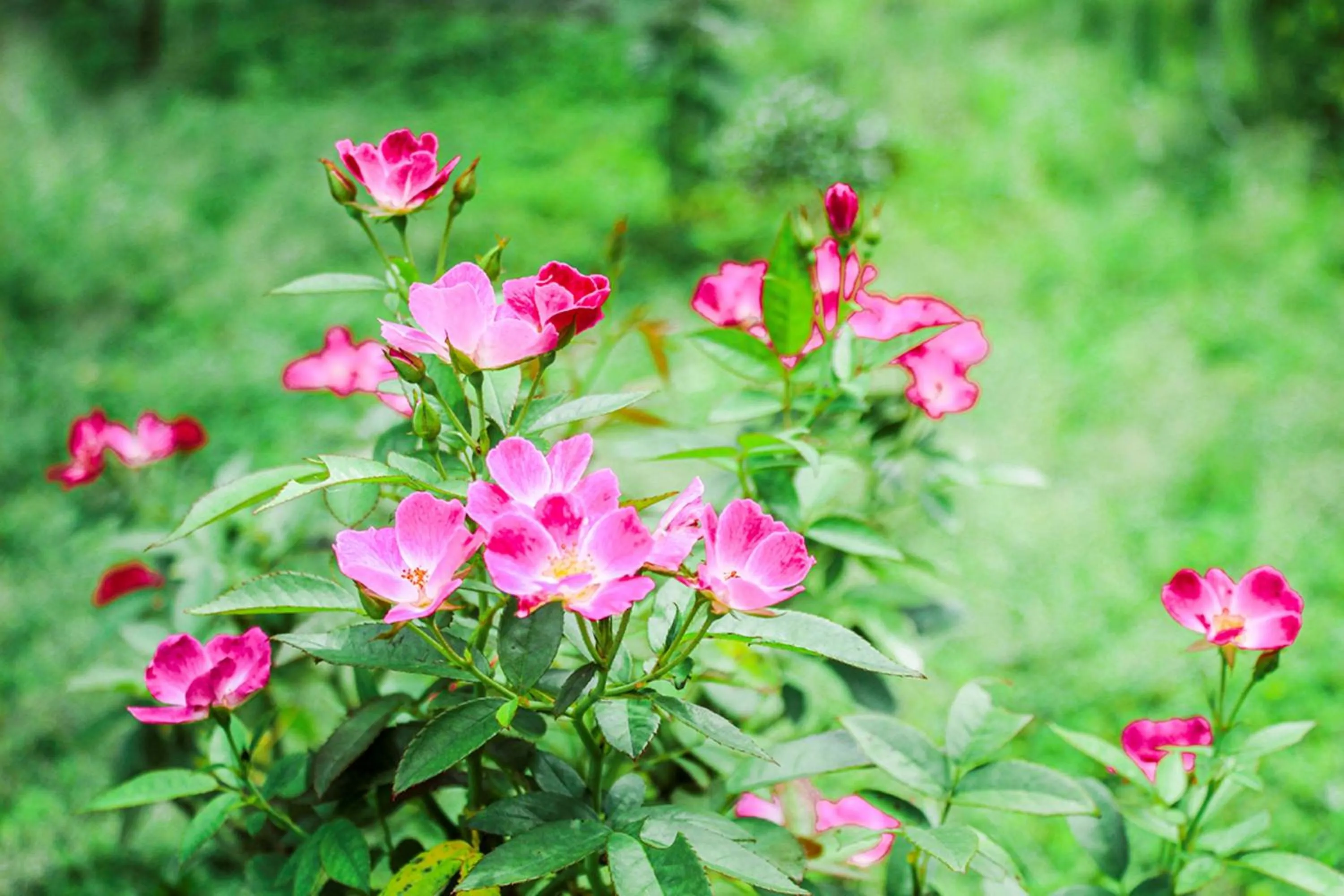 Natural landscape in Me bungalow beach resort