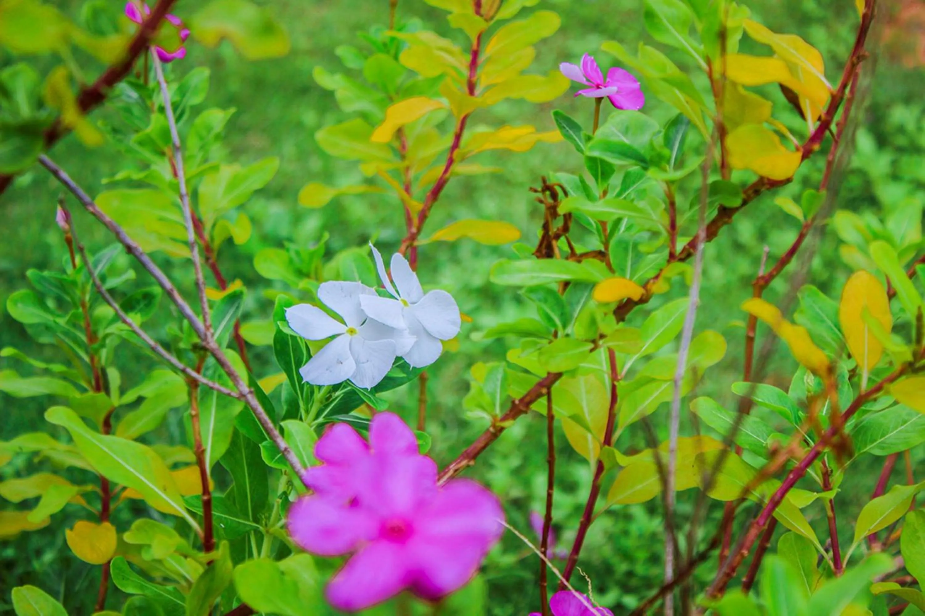 Natural landscape in Me bungalow beach resort