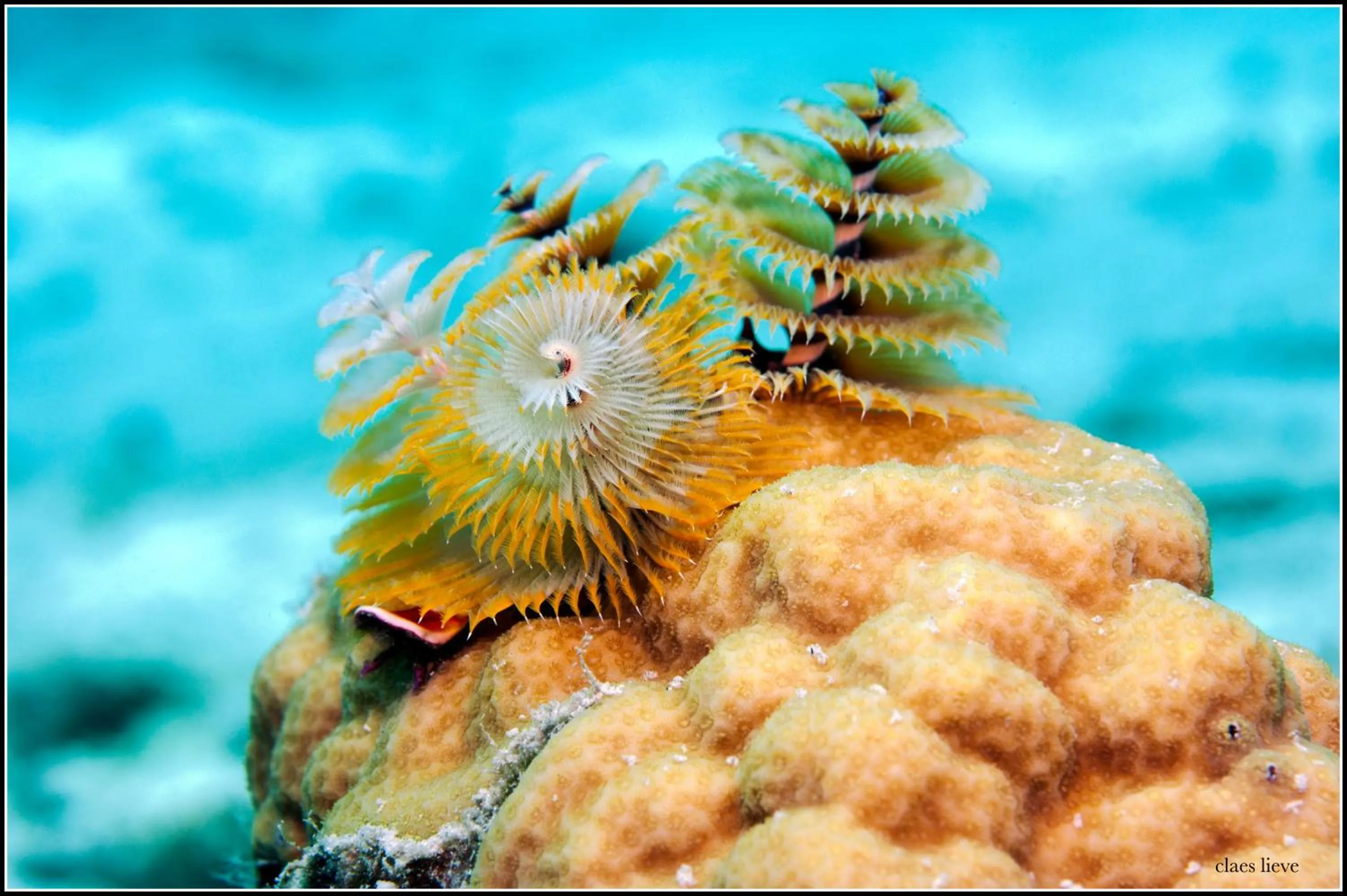 Natural landscape in The Lodge Bonaire