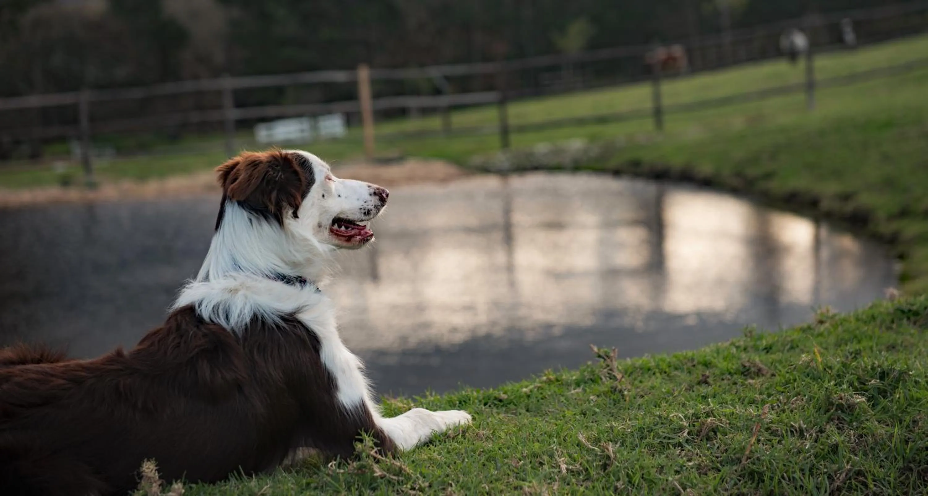Animals in High Season Farm Luxury Cottages
