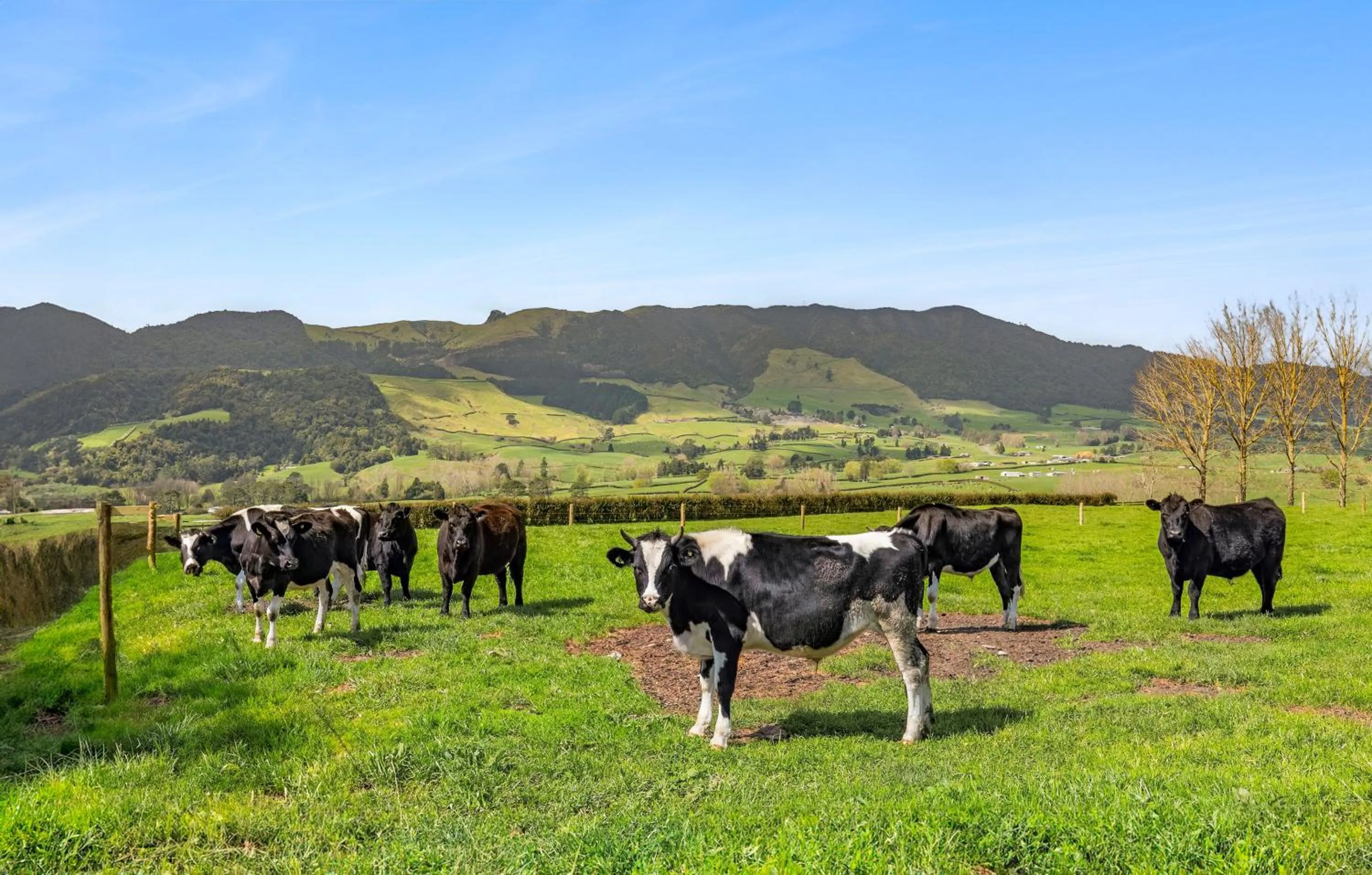 Natural landscape in Matamata Lodge