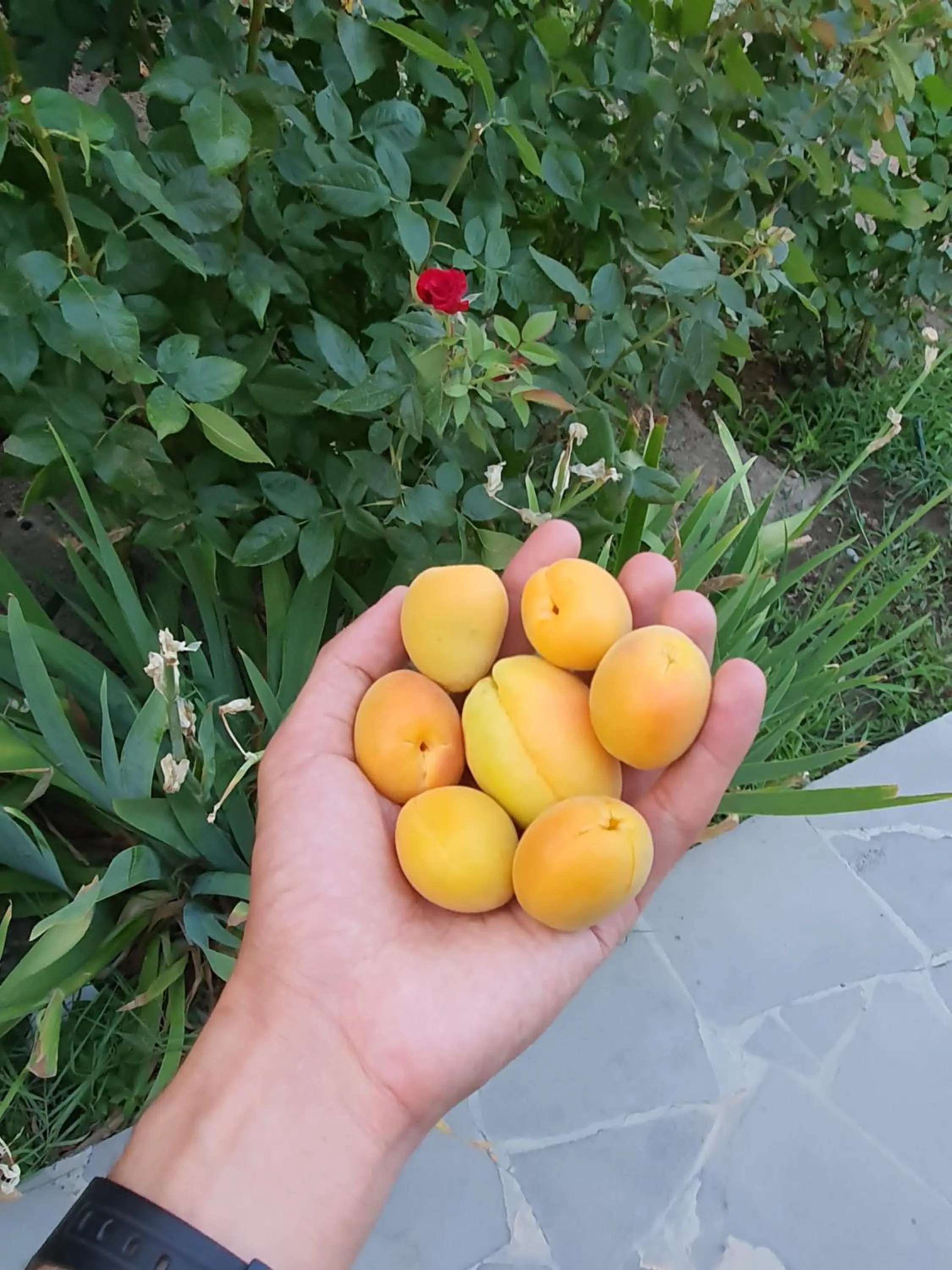 Garden in Kesabella Touristic House