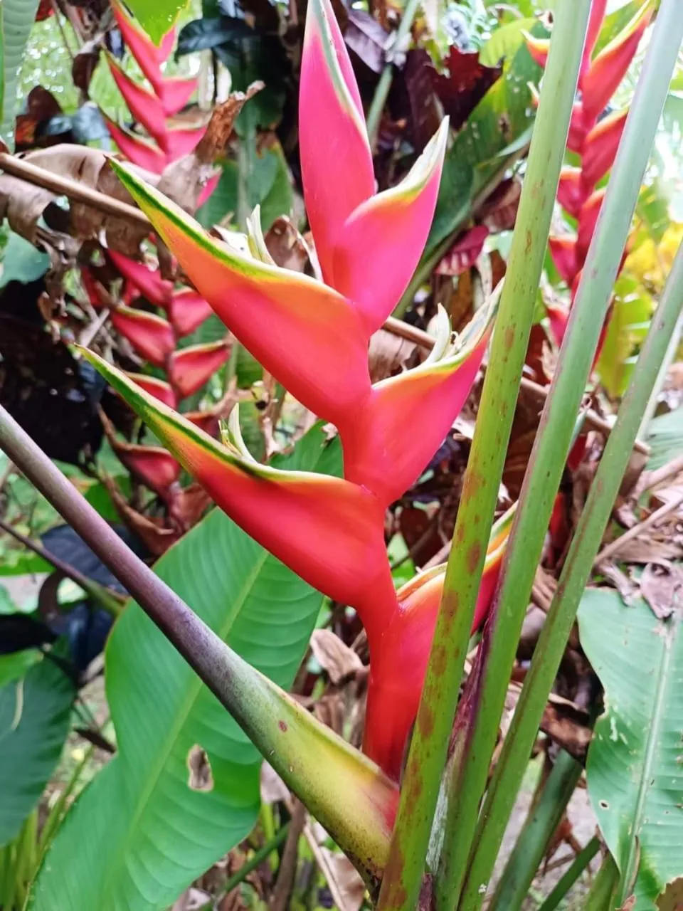 La Diosa Nature Lodge