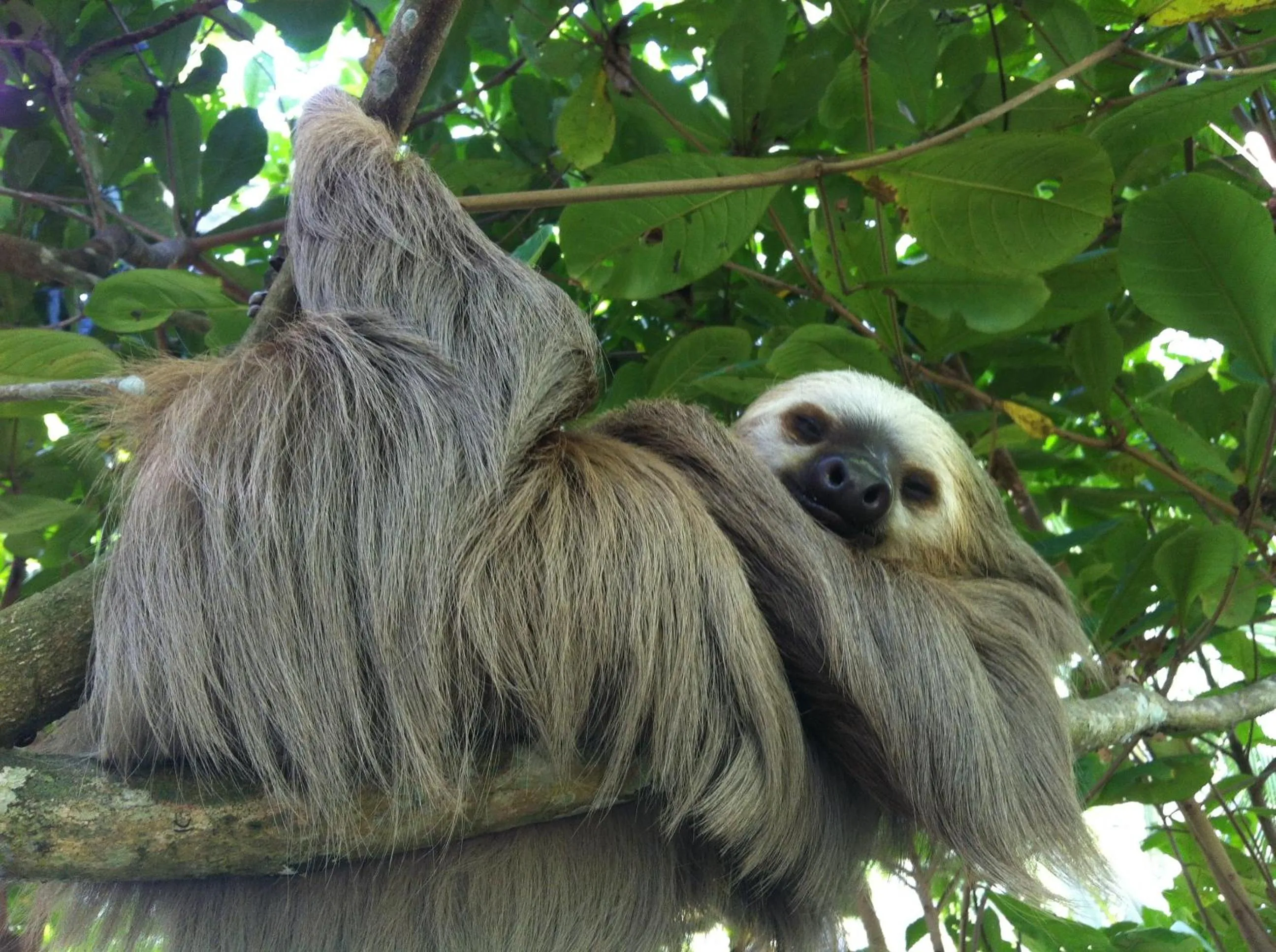 Animals in La Diosa Nature Lodge