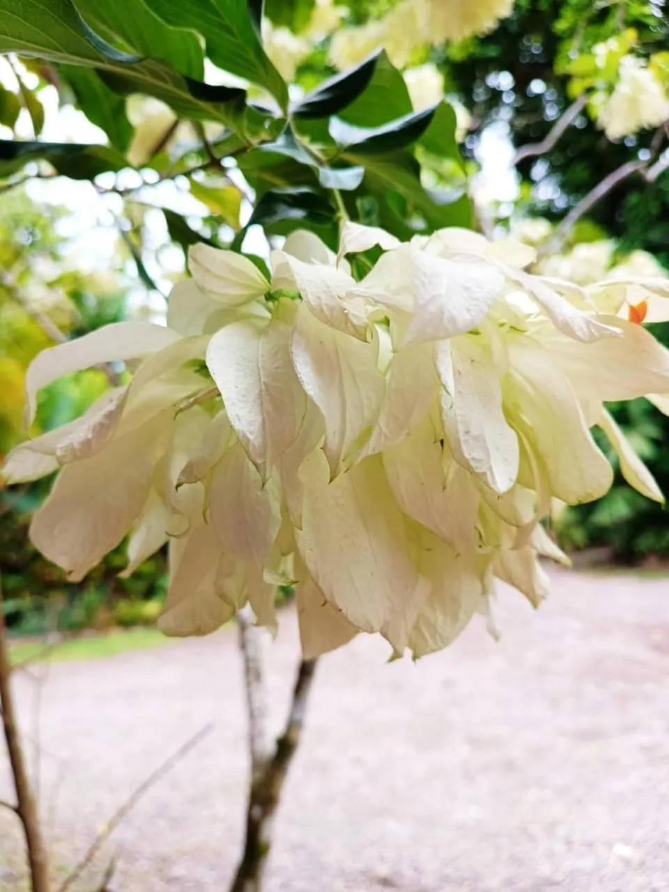 La Diosa Nature Lodge