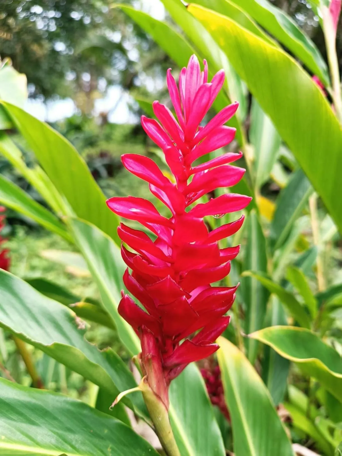 La Diosa Nature Lodge