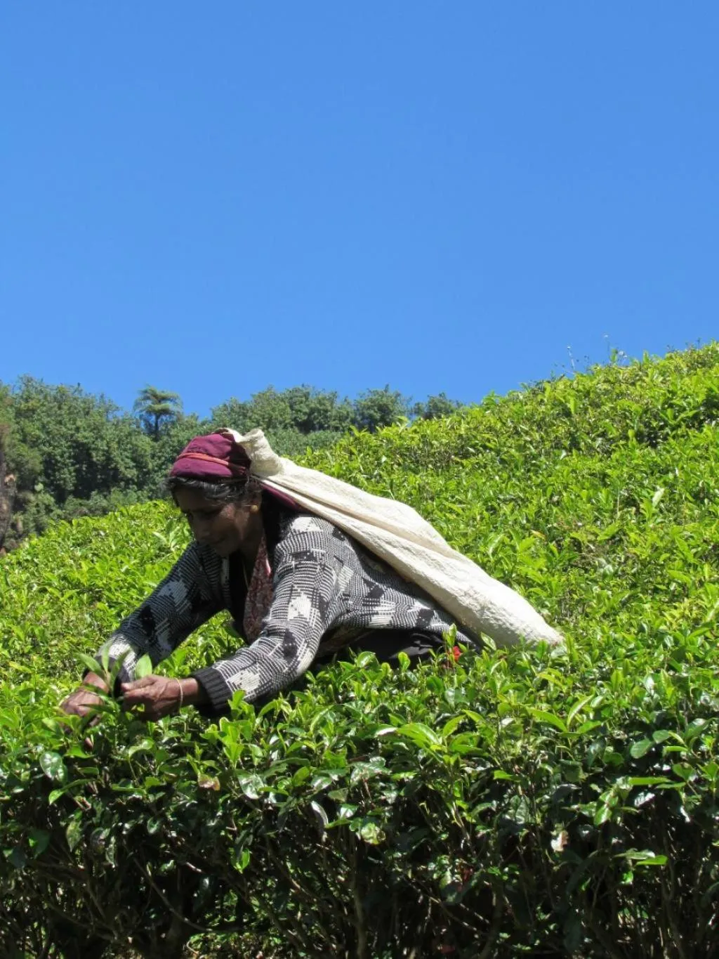 People in Jungle Tide