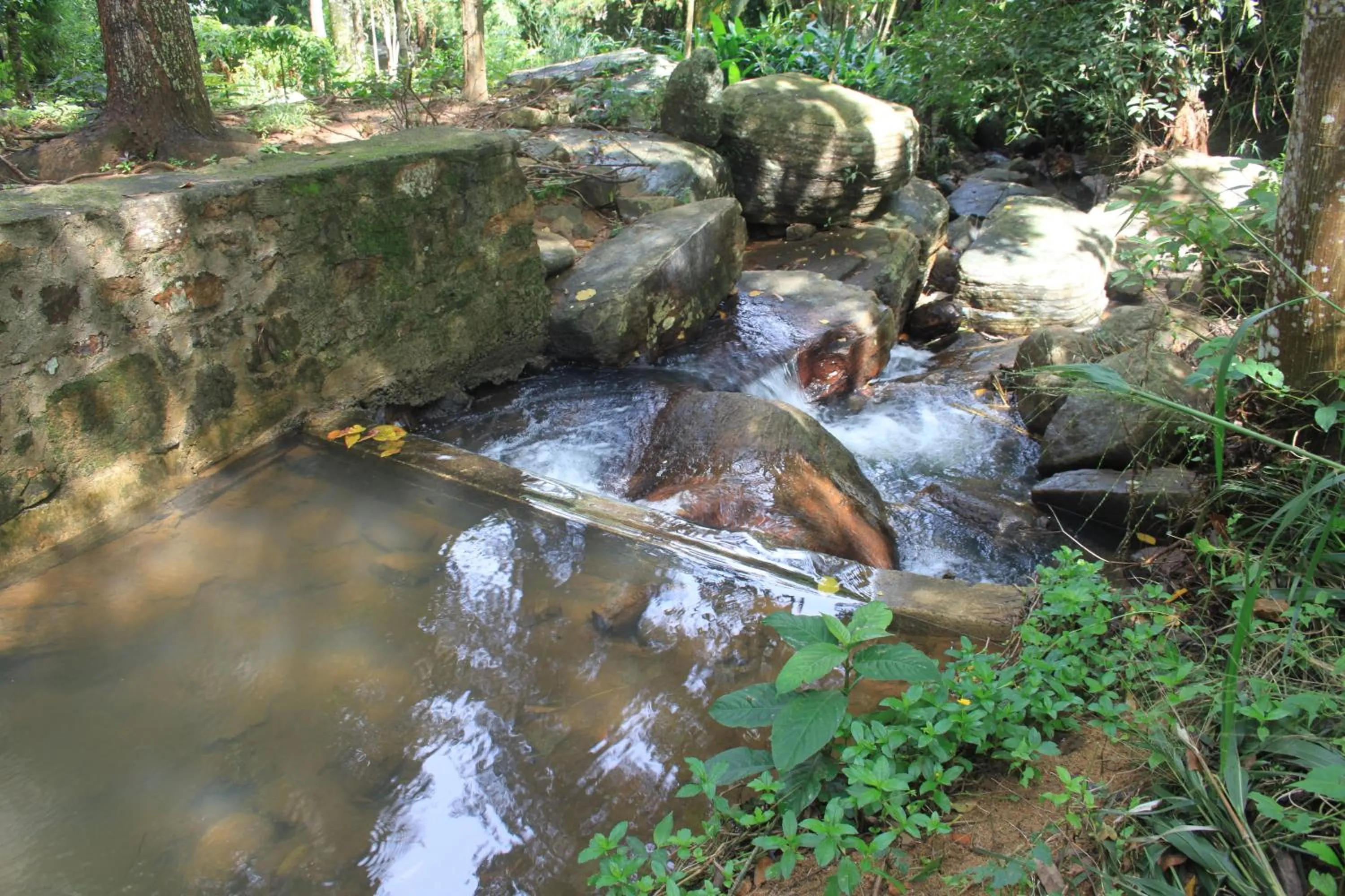 Garden in Jungle Tide