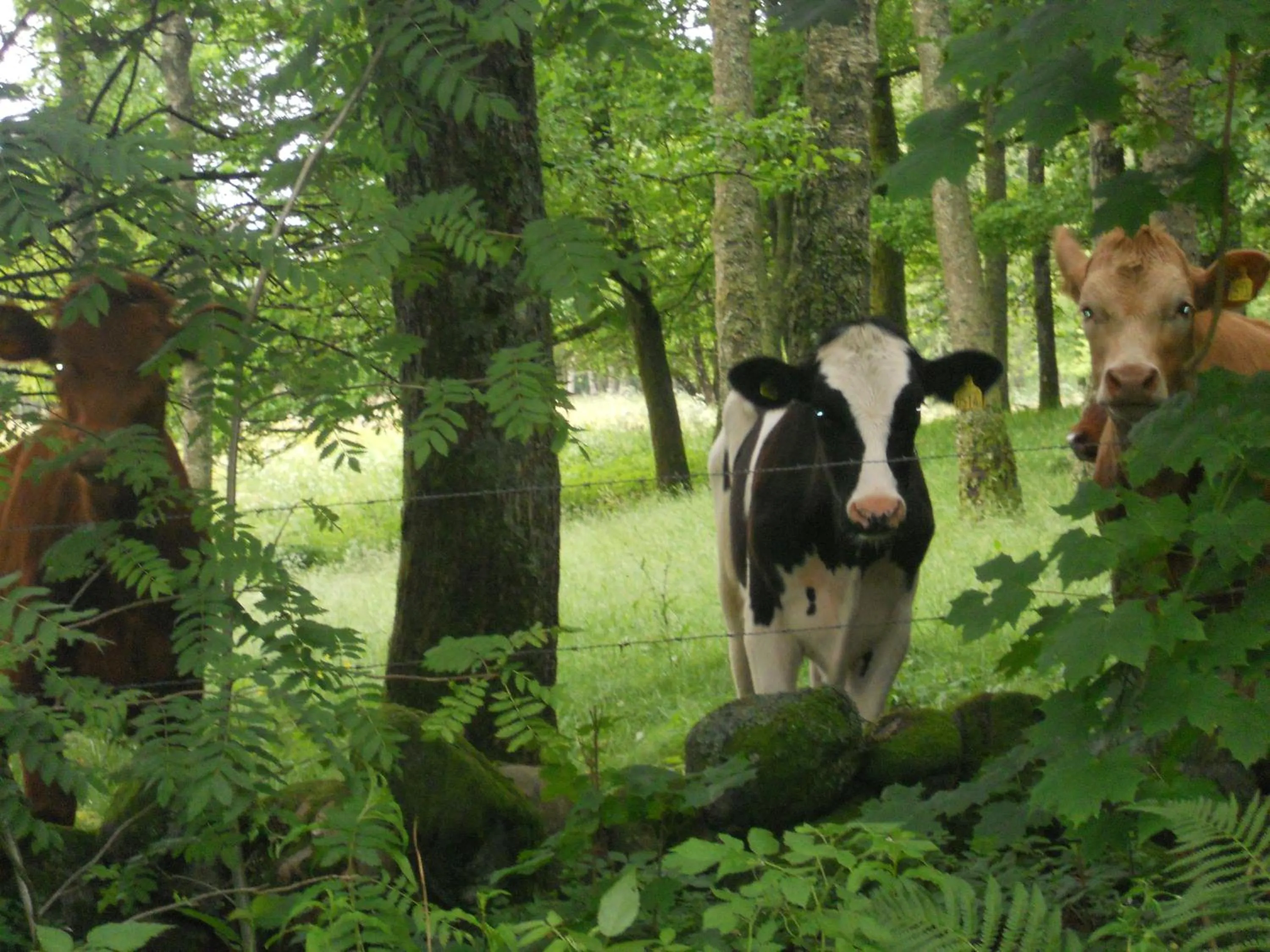 Area and facilities in Joastorps Bed & Breakfast