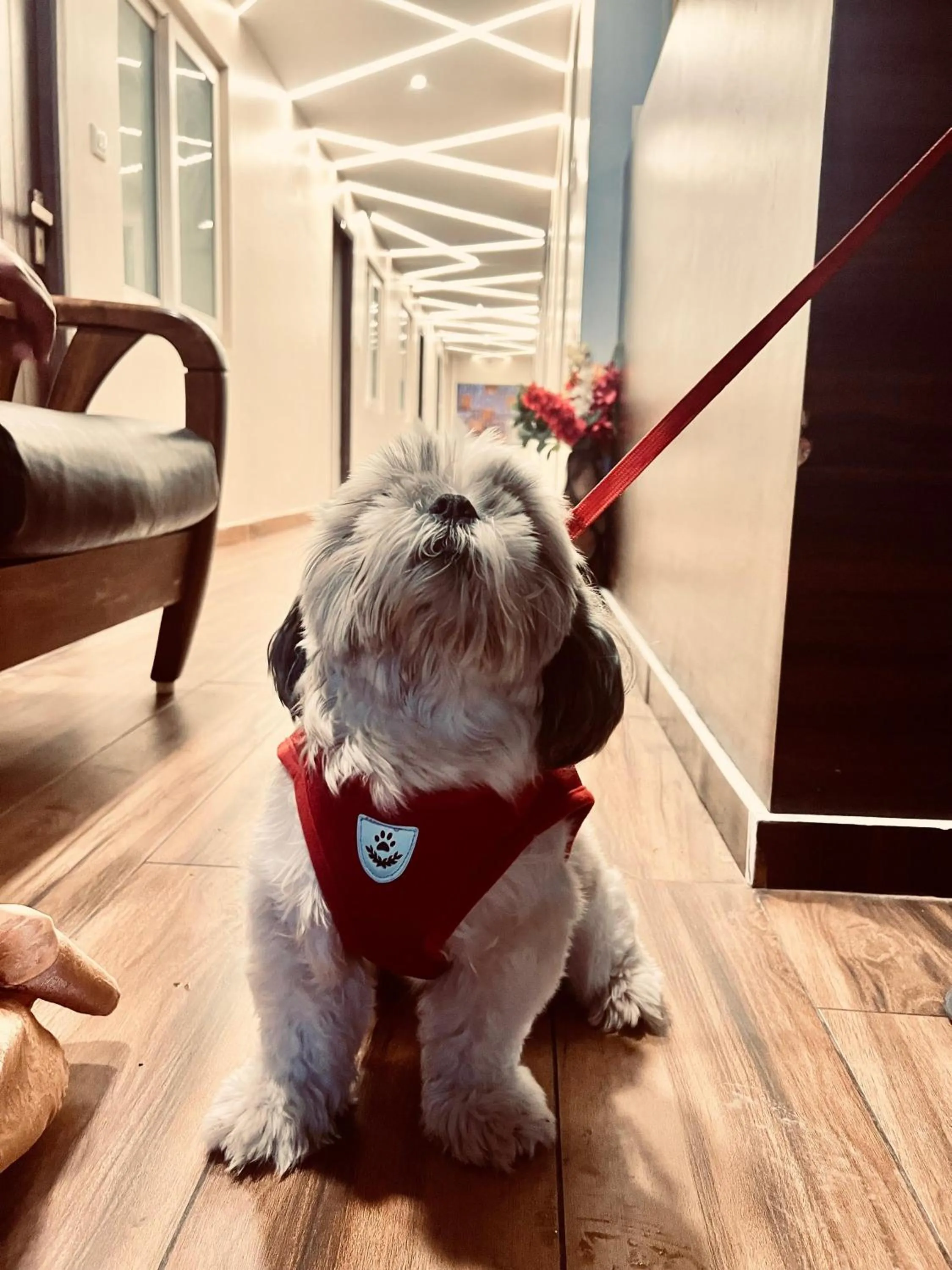 Pets in David Residency