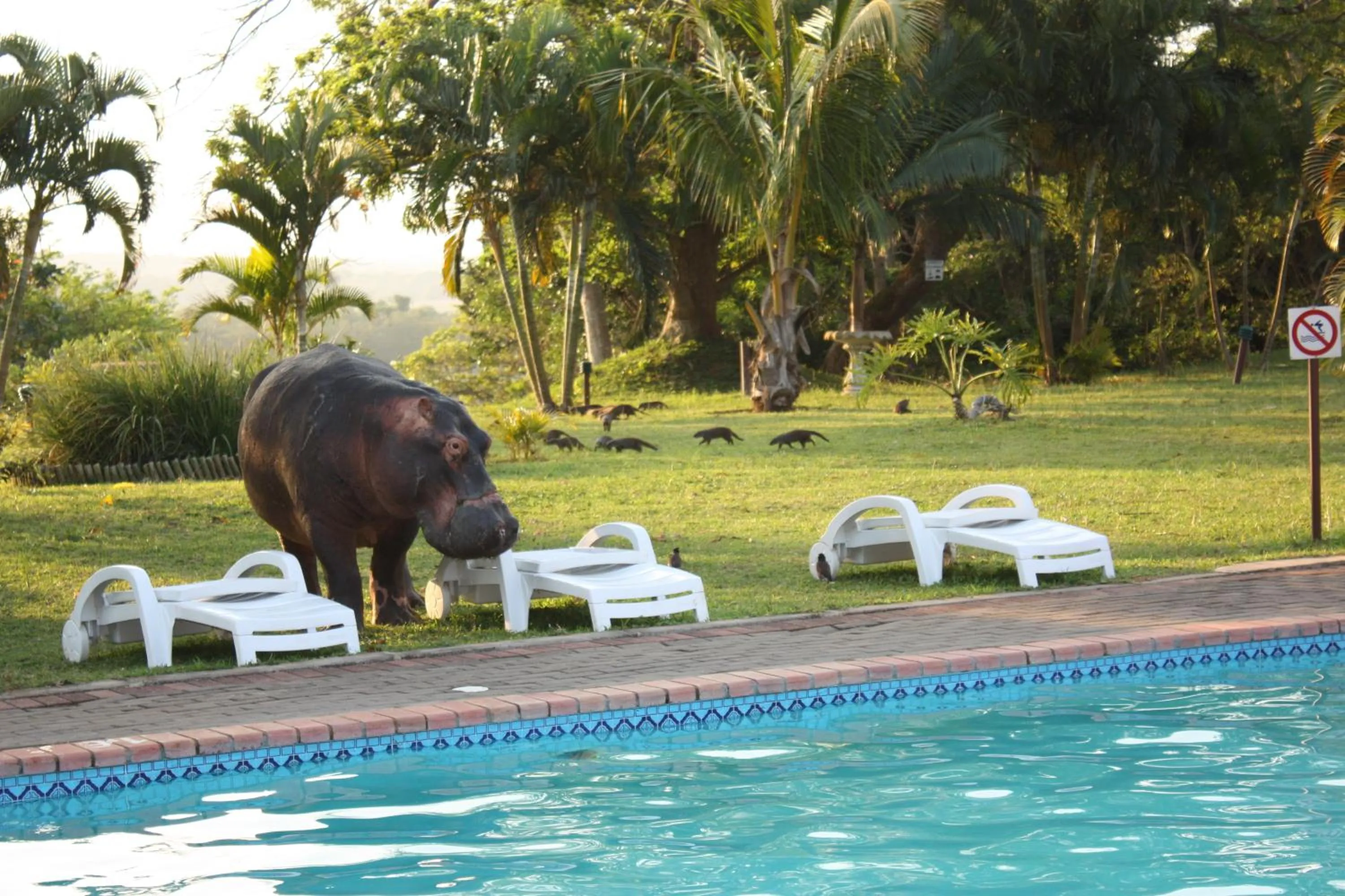 Pool view in Elephant Lake Hotel