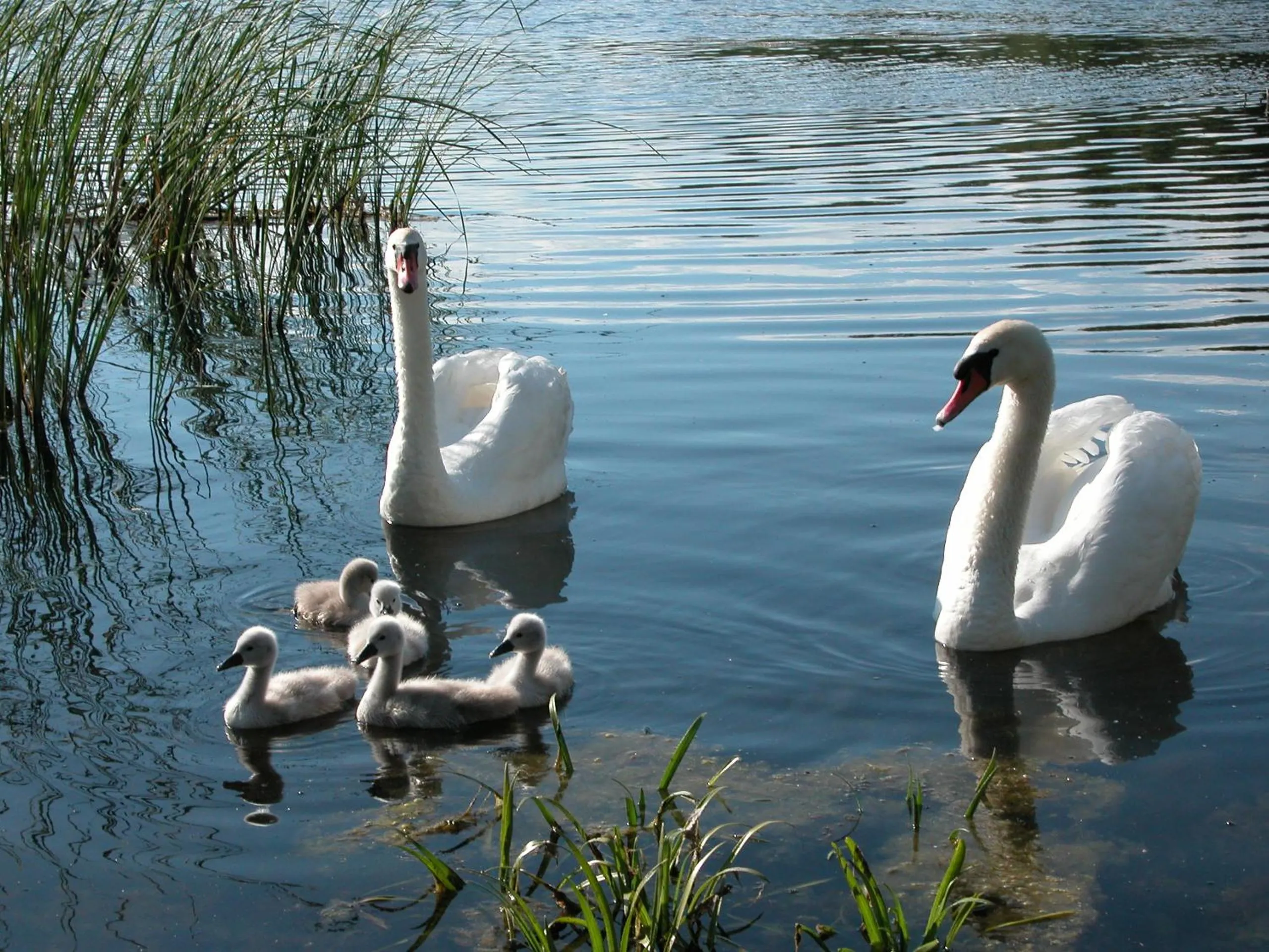 Neighbourhood in Gościniec Yaga