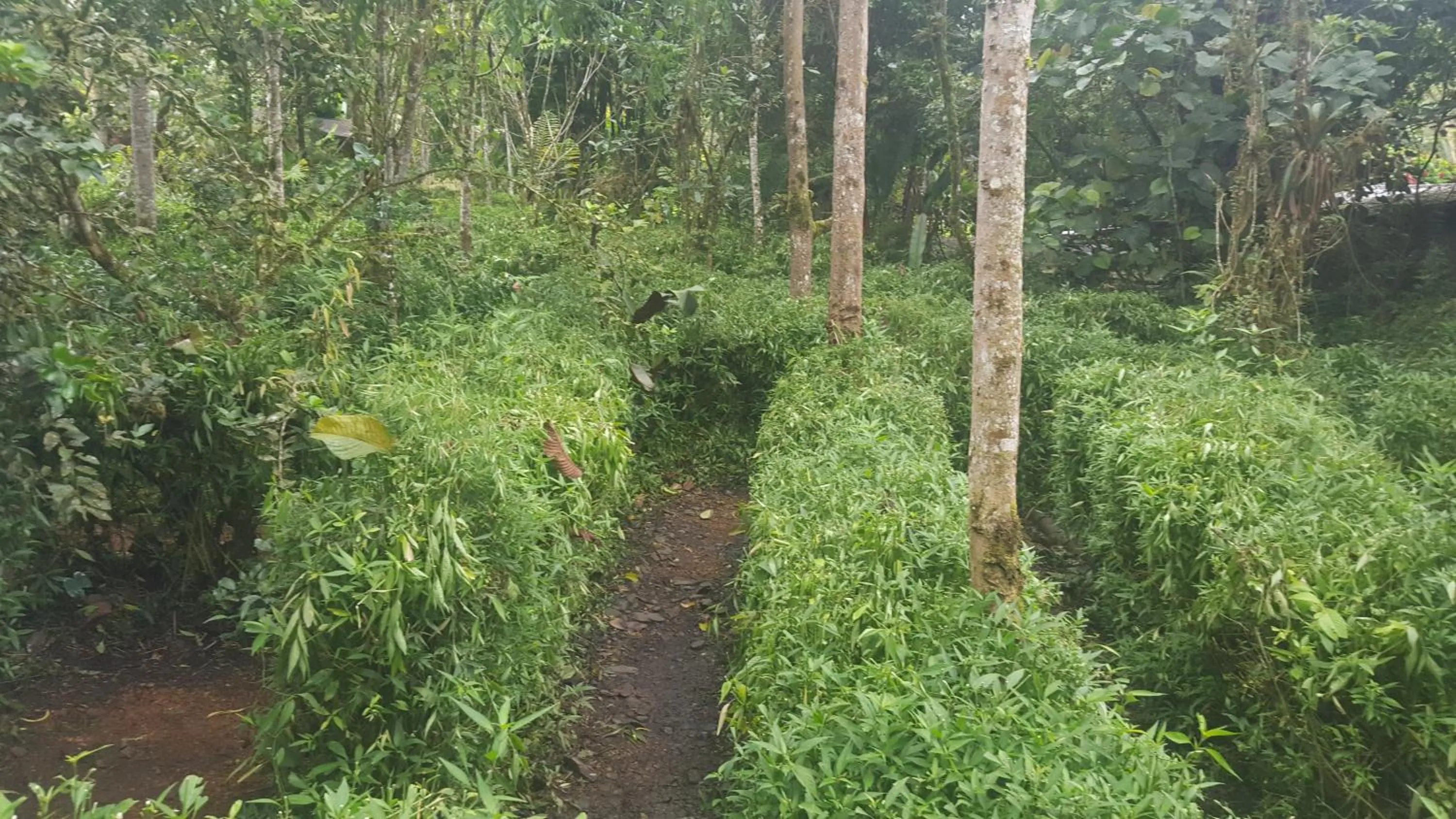 Garden in Hosteria La Roulotte - Mindo