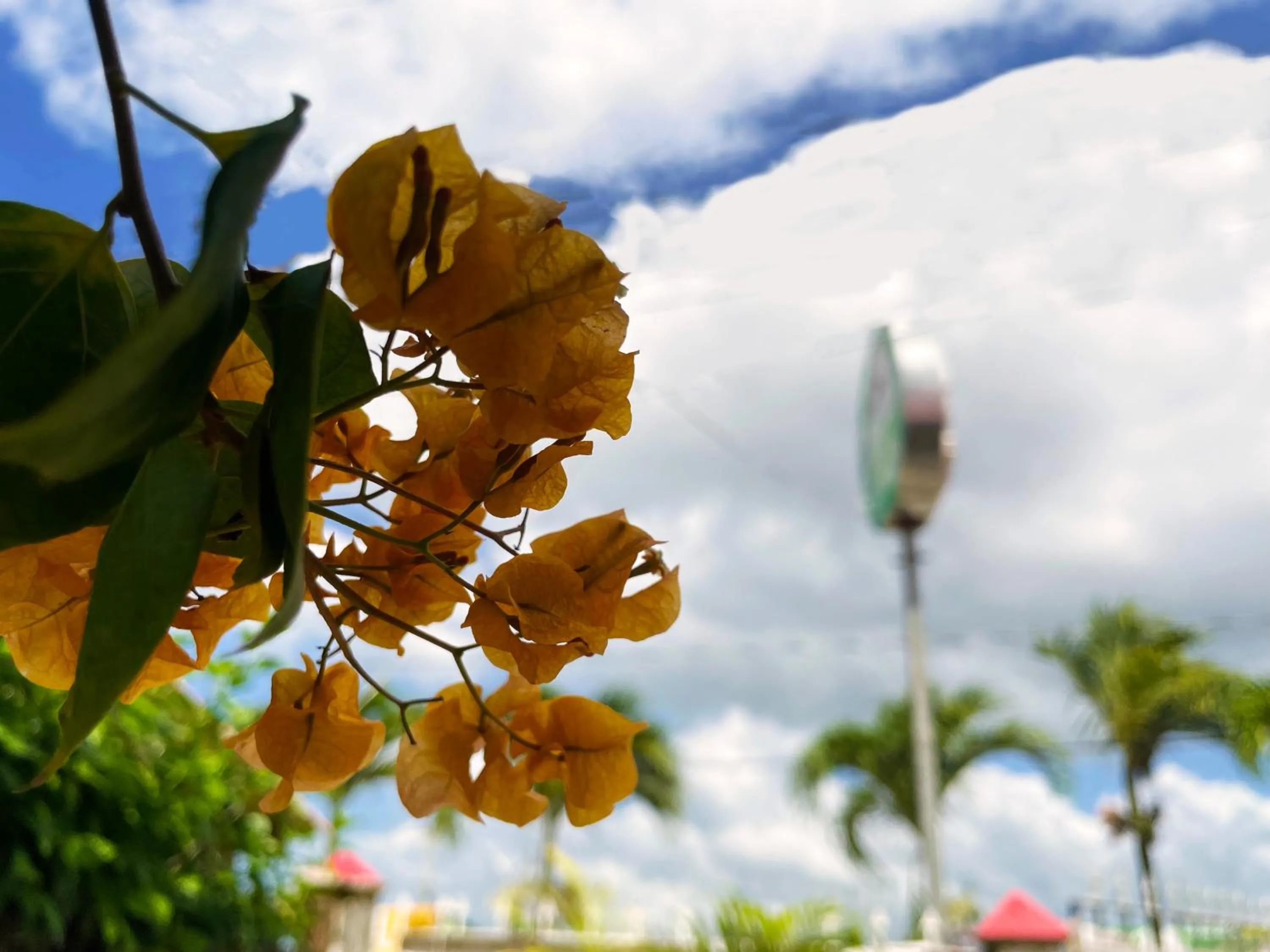 Garden in Casa hotel Mateguadua