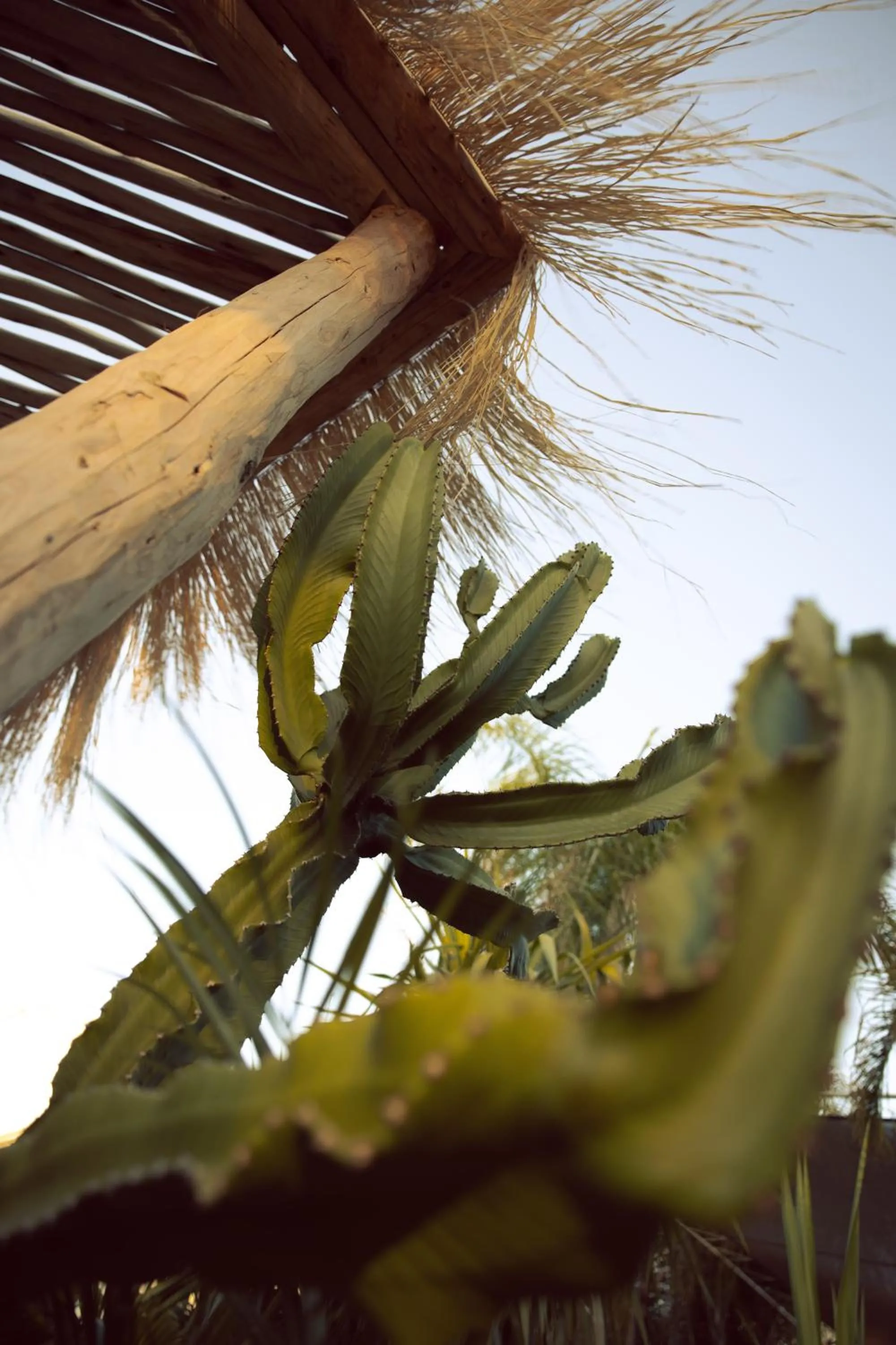 Garden in Les Palmiers Boutique Hôtel & Spa
