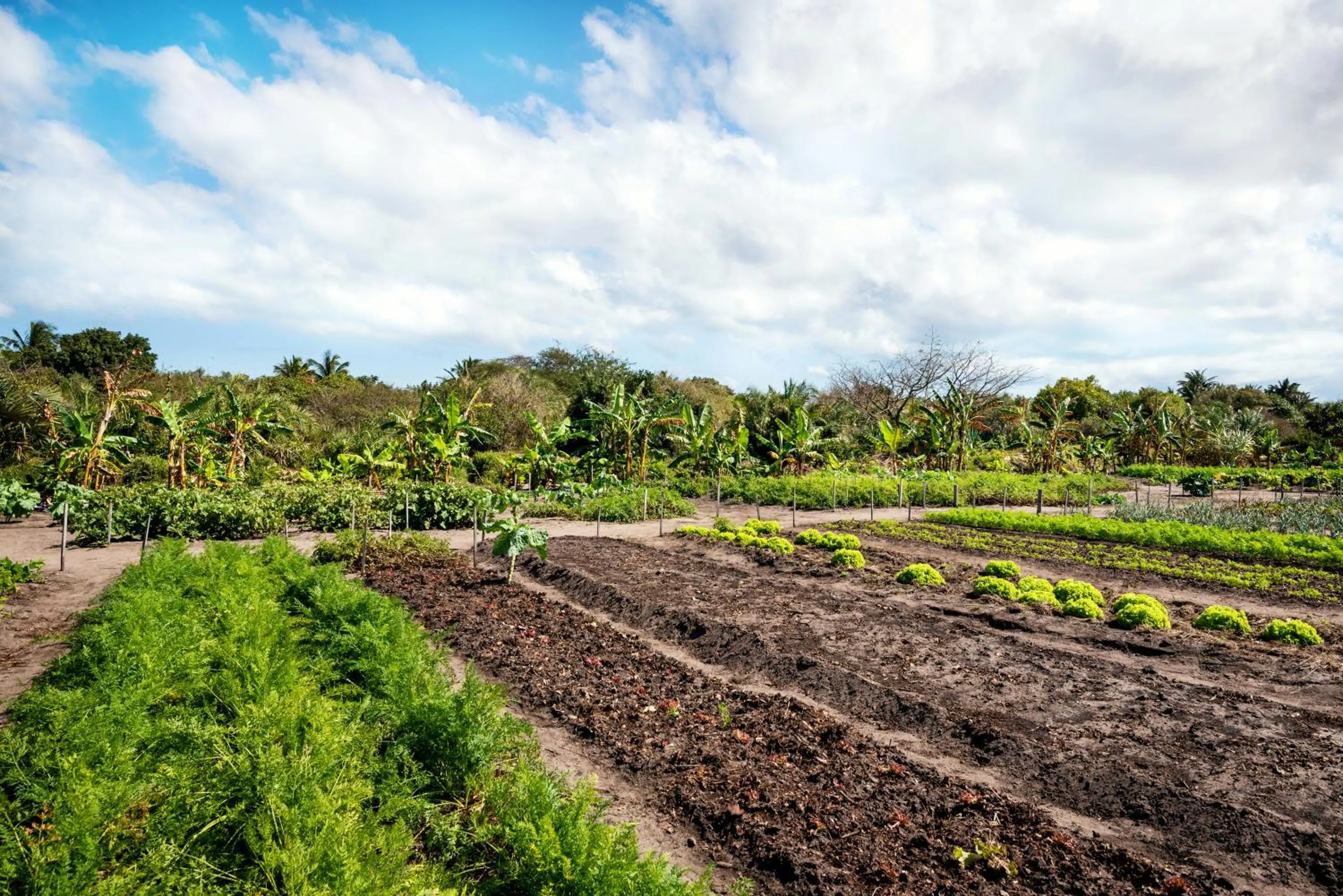 Natural landscape in Anantara Bazaruto Island Resort