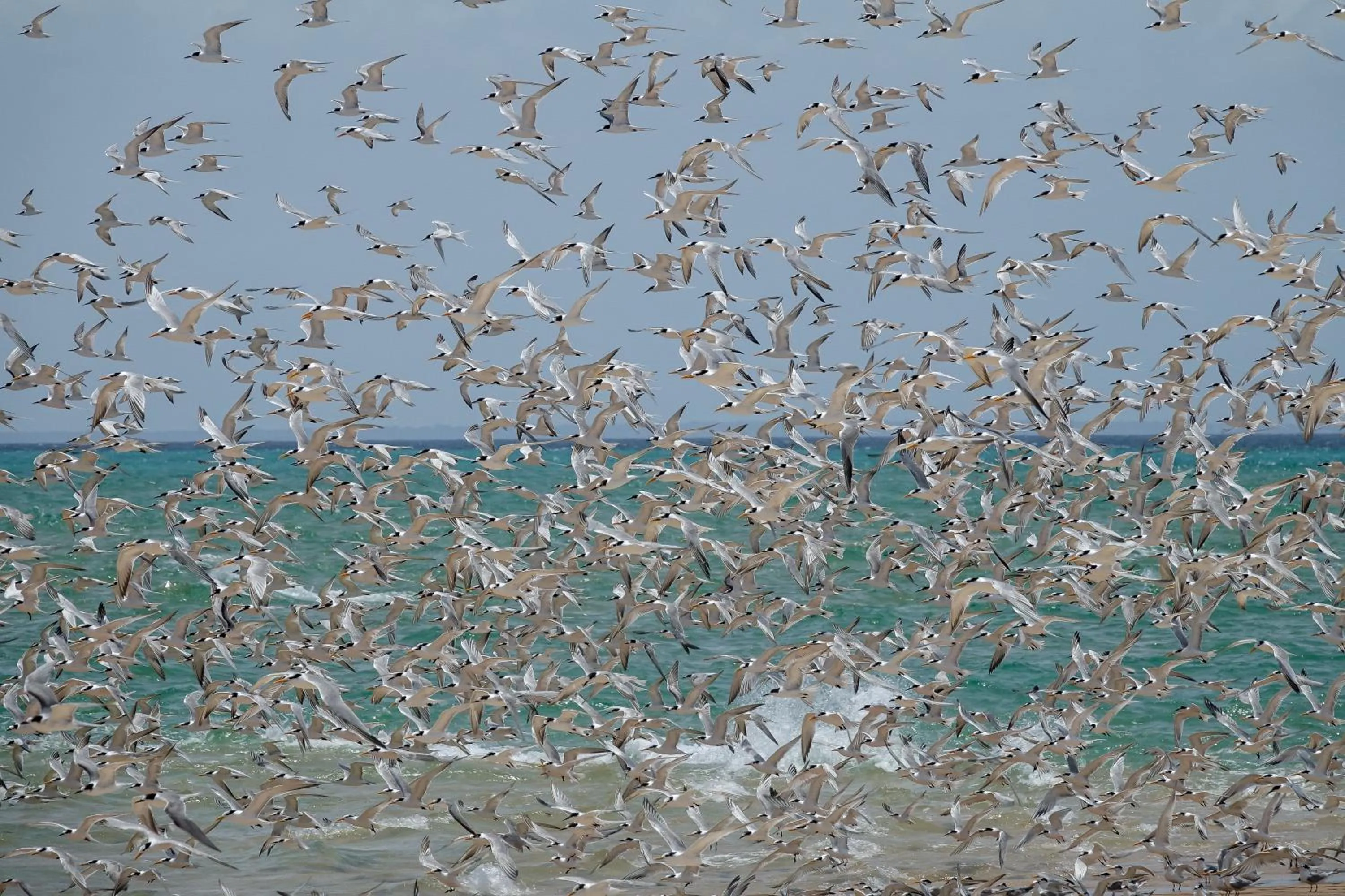 Animals in Anantara Bazaruto Island Resort