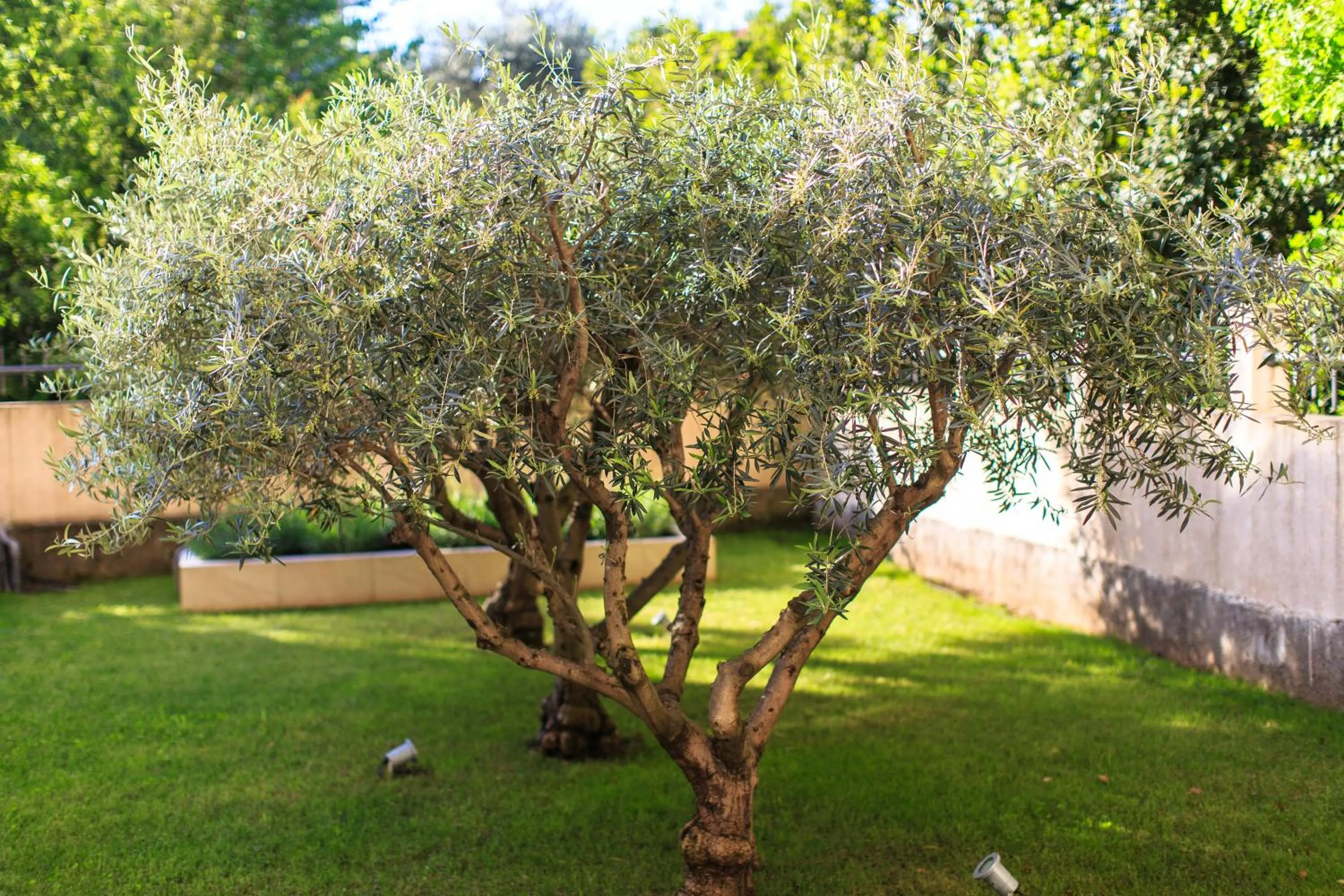 Garden in Hotel Premier