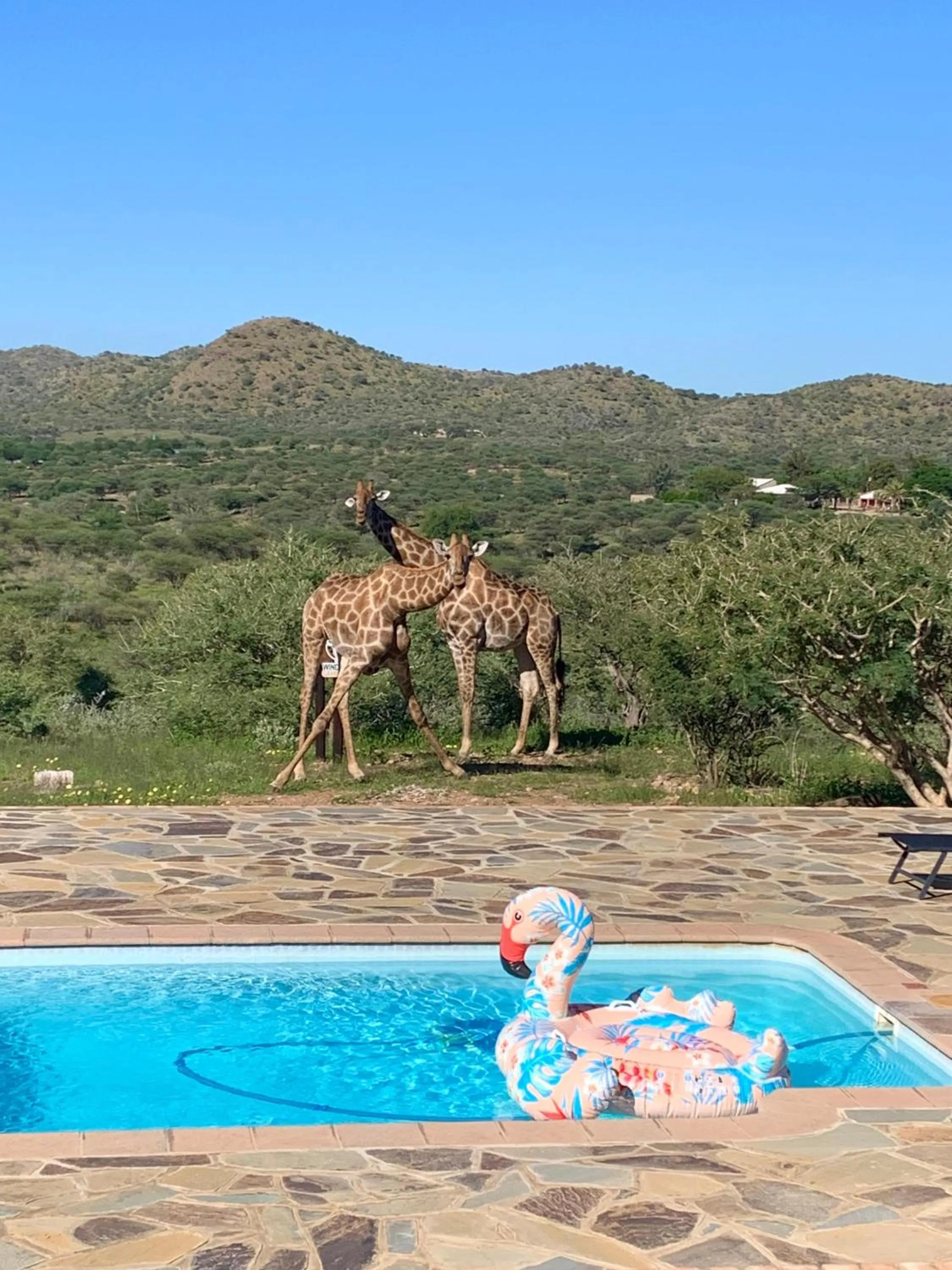 Animals in Windhoek Game Camp
