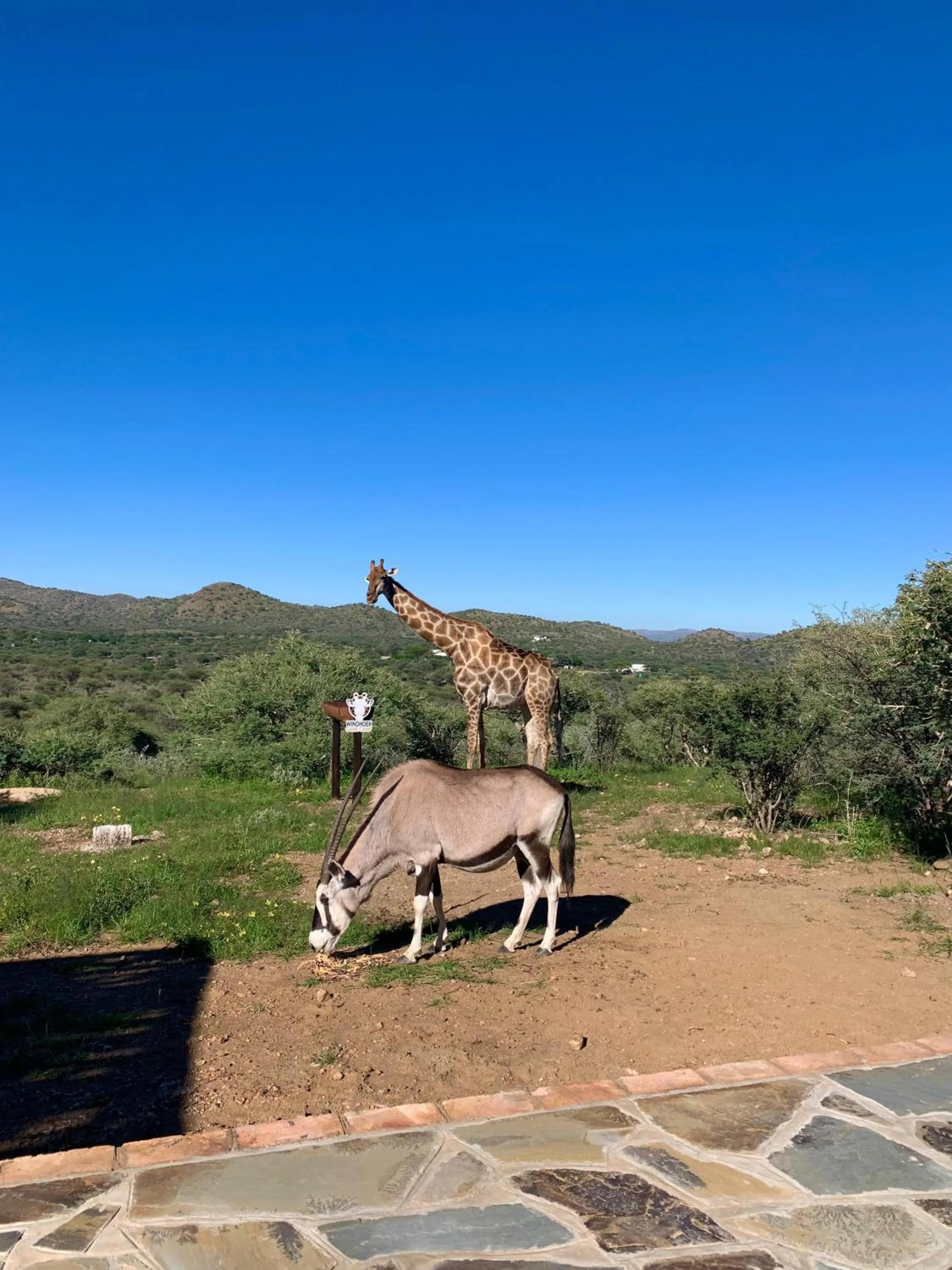 Animals in Windhoek Game Camp