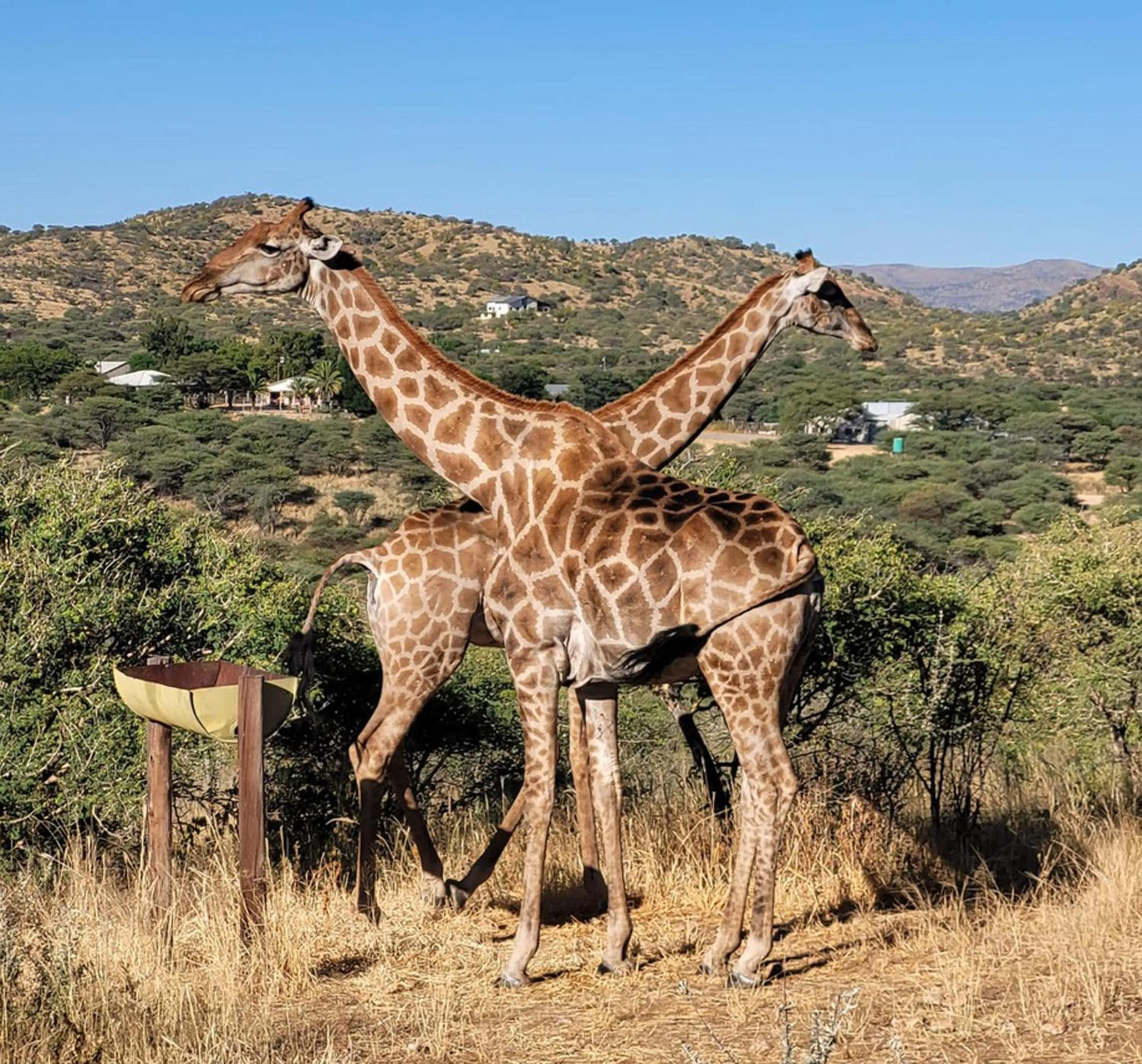 Natural landscape in Windhoek Game Camp