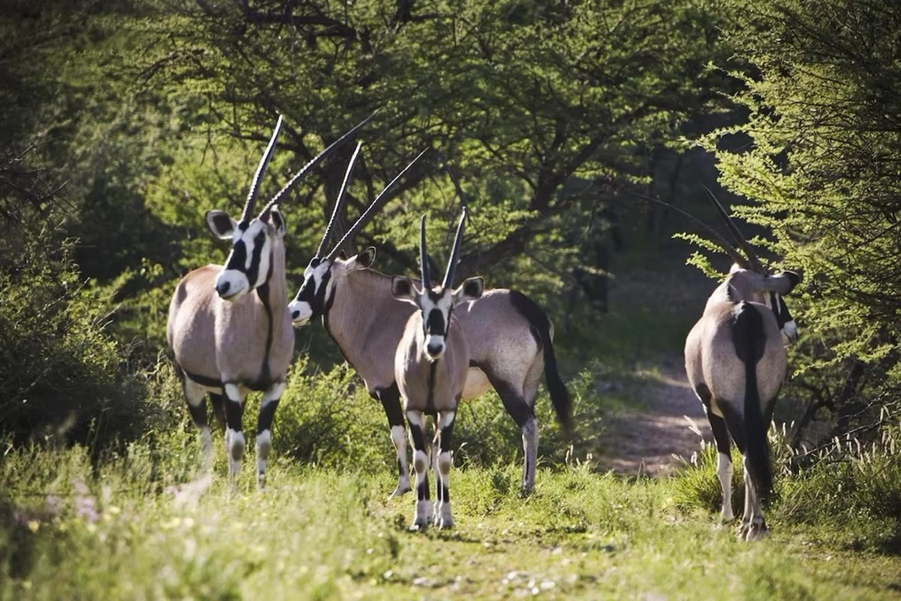 Animals in Windhoek Game Camp