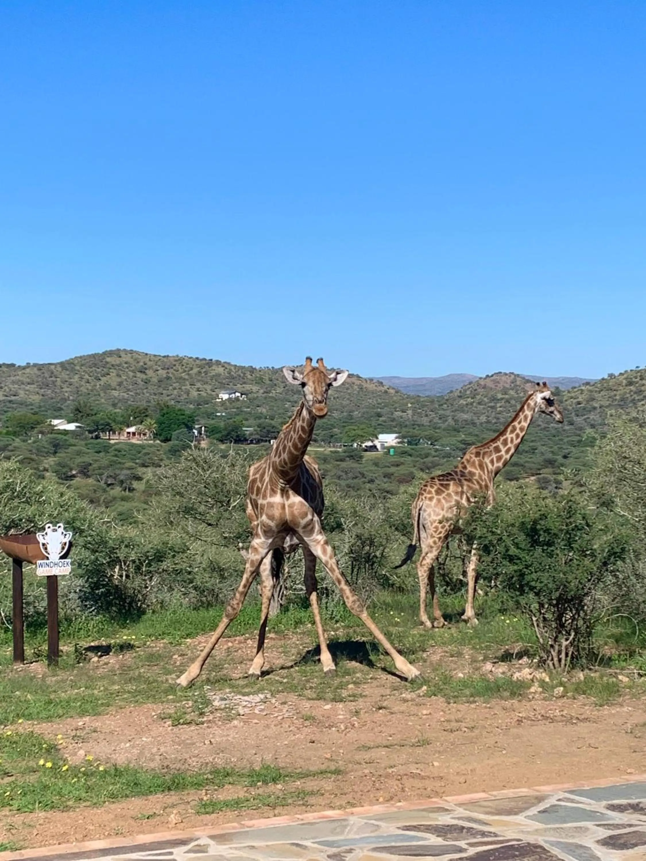 Animals in Windhoek Game Camp