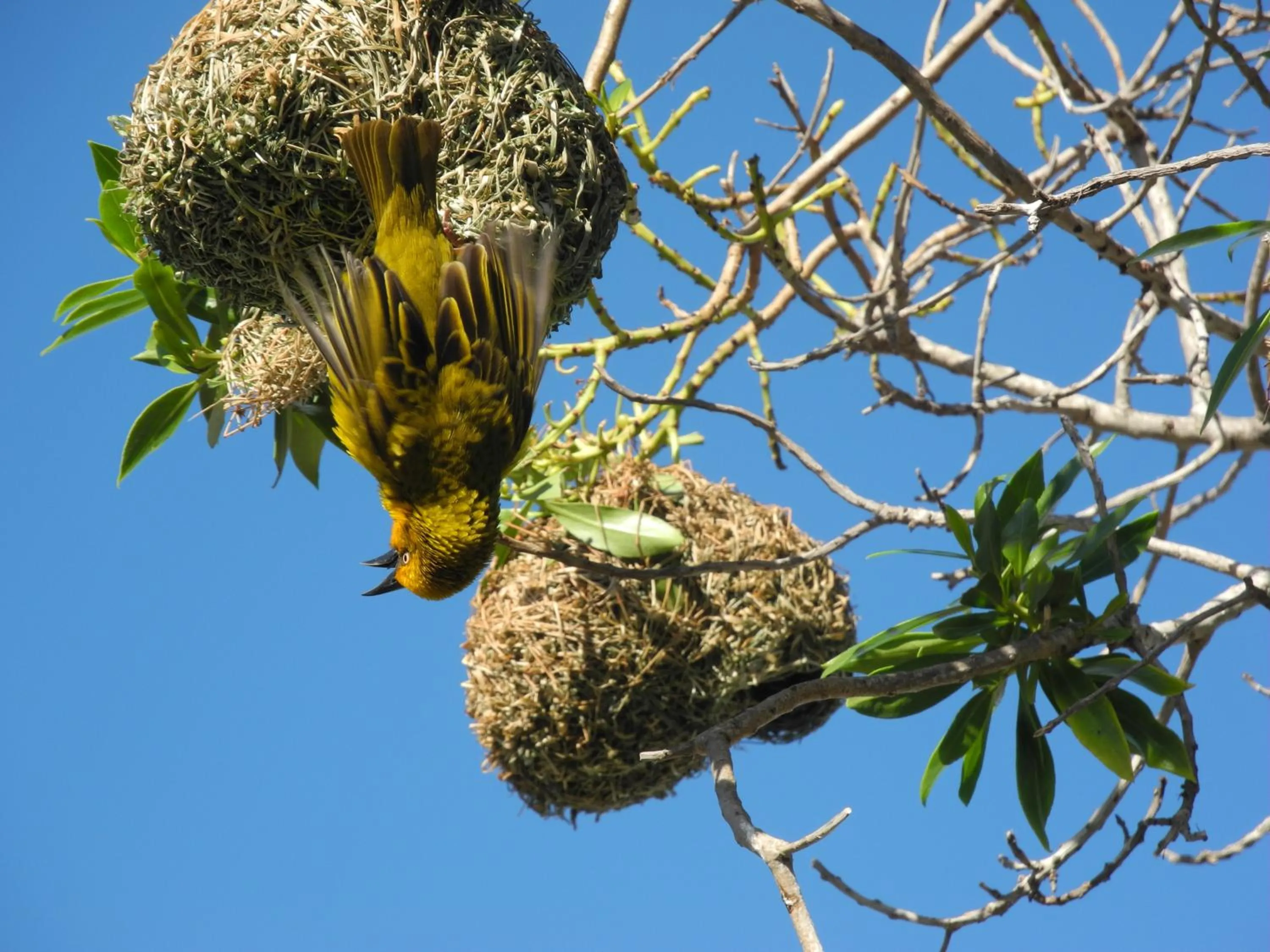 Garden in Beachcombers