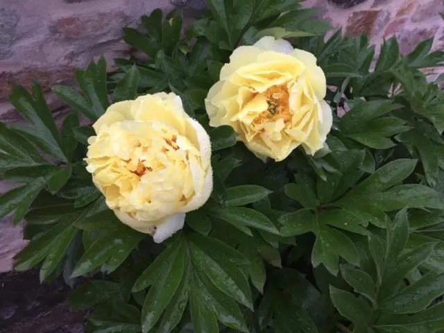 Spring in Corte Capitani