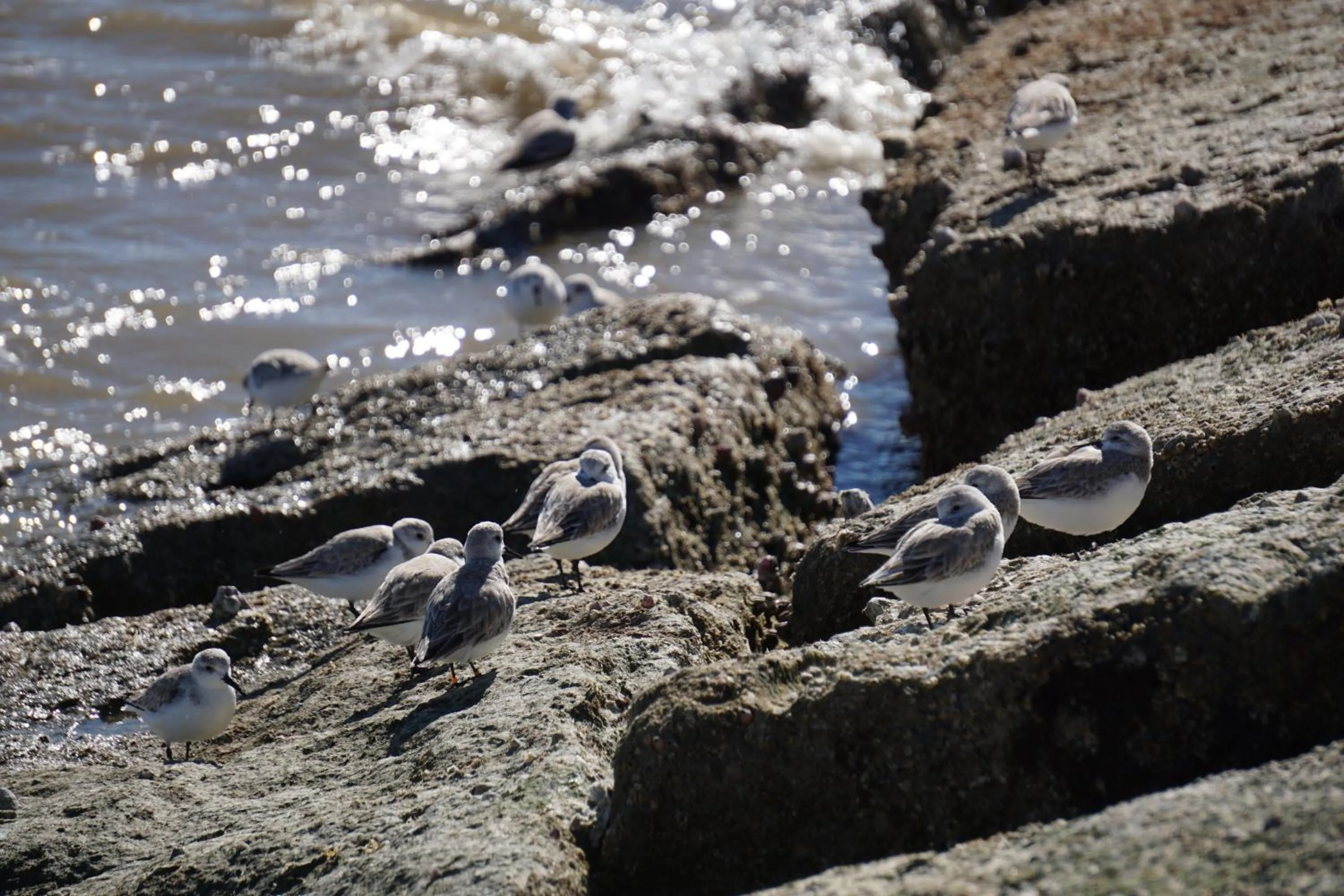 Animals in Four Seasons on the Gulf