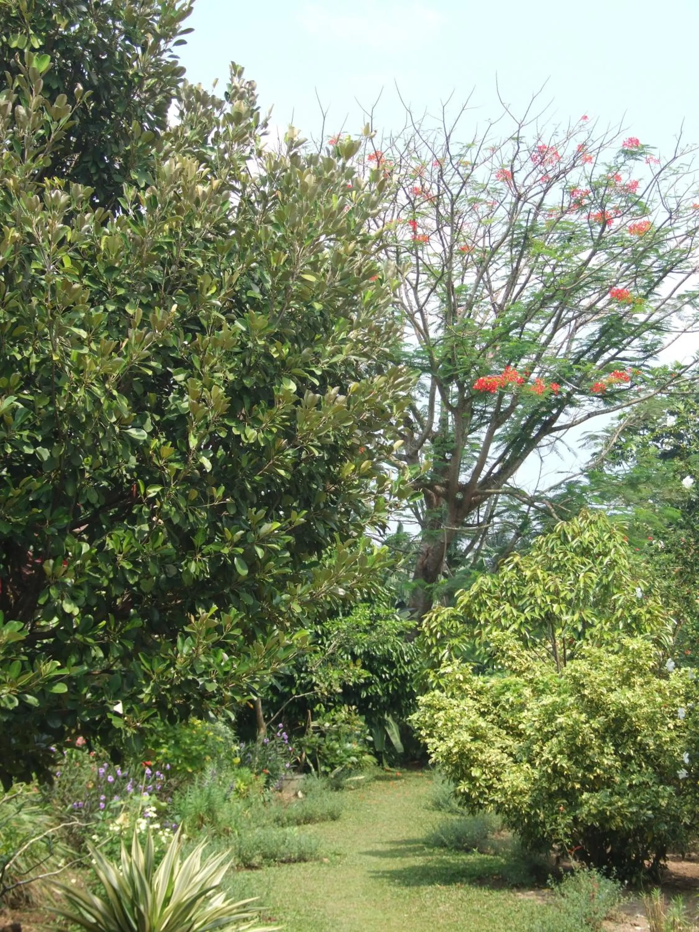 Garden in Rumah Sawah