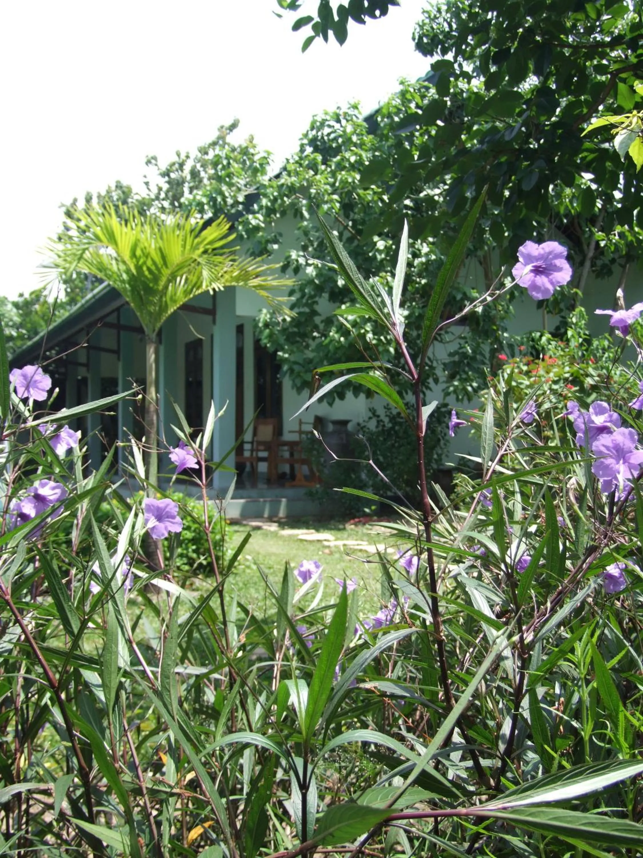 Garden in Rumah Sawah