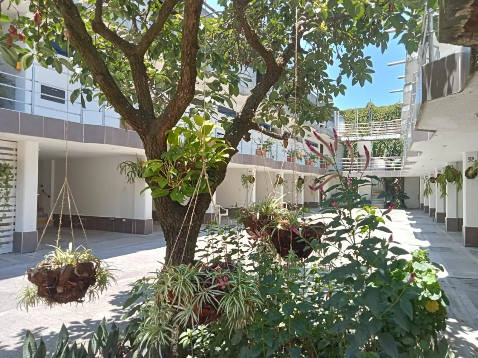 Garden view in HIDALGO HOTEL