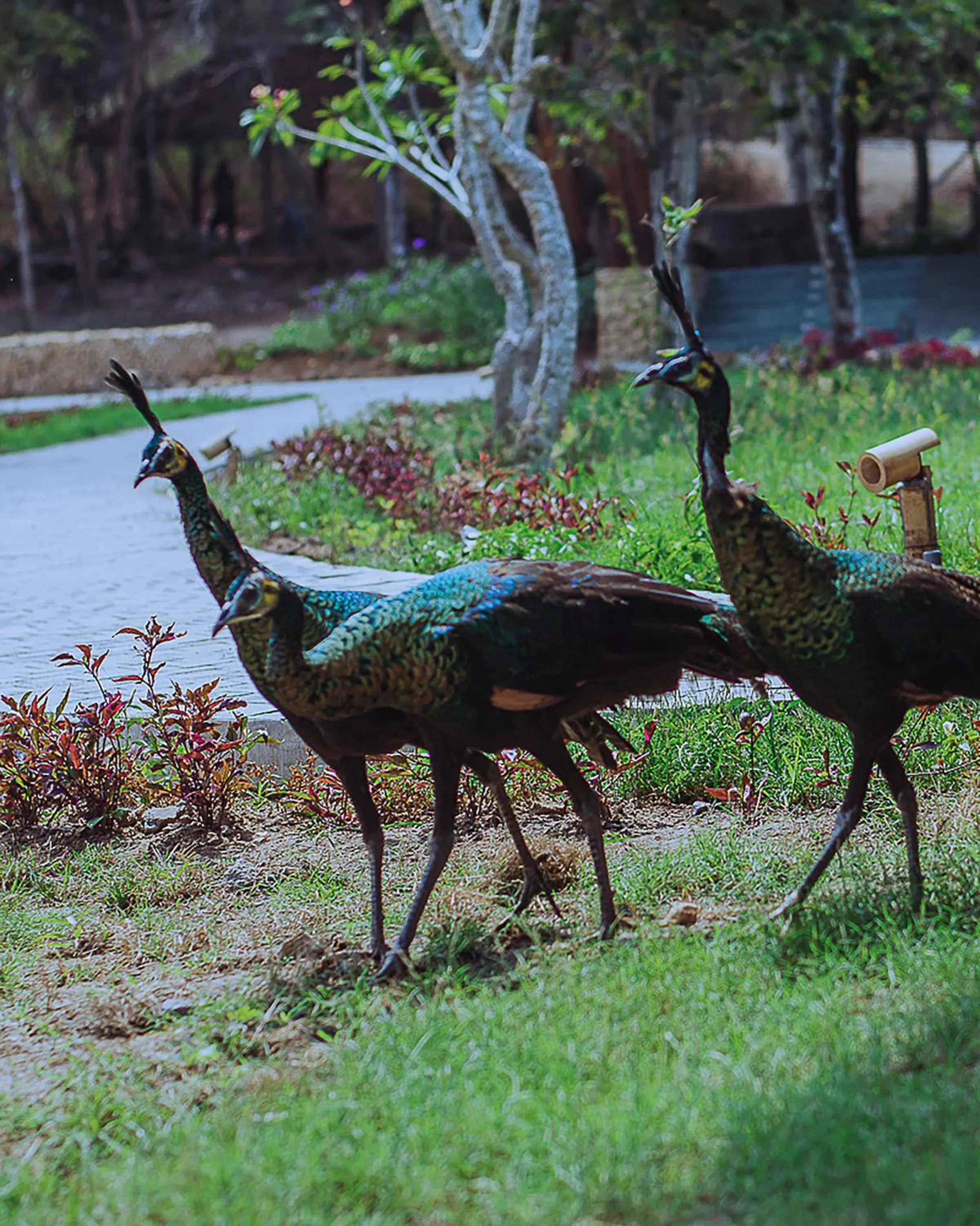 Animals in TUNAK Resort Lombok