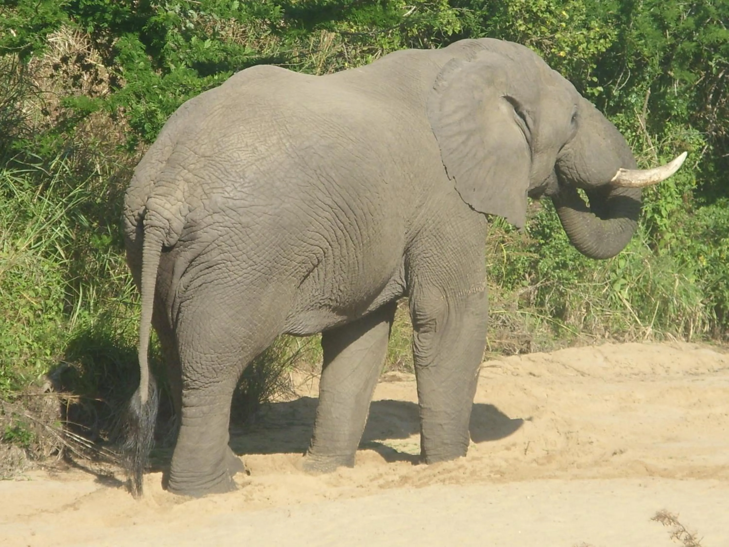 Animals in St Lucia Lodge
